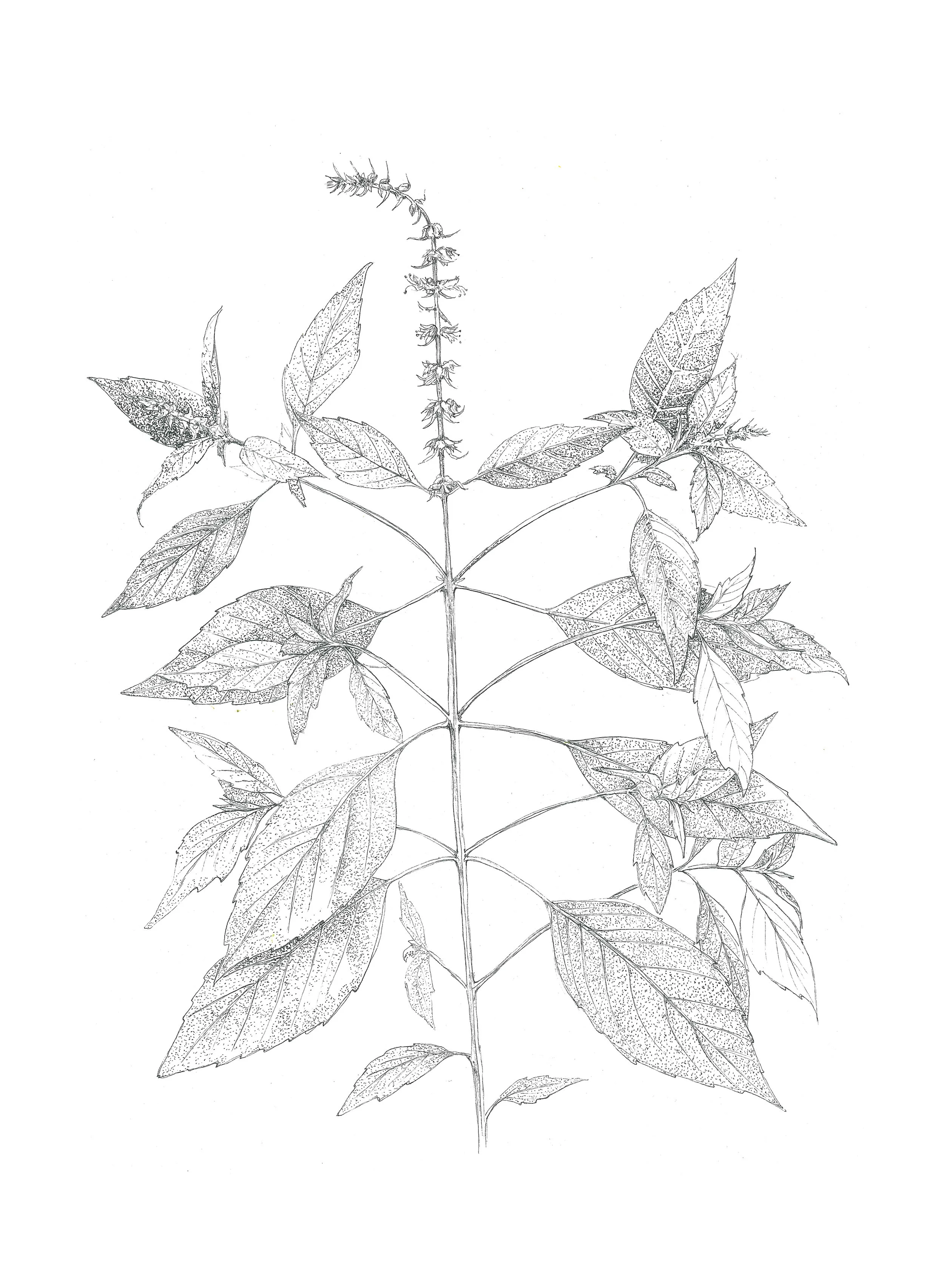 Ocimum americanum  (wild basil) 