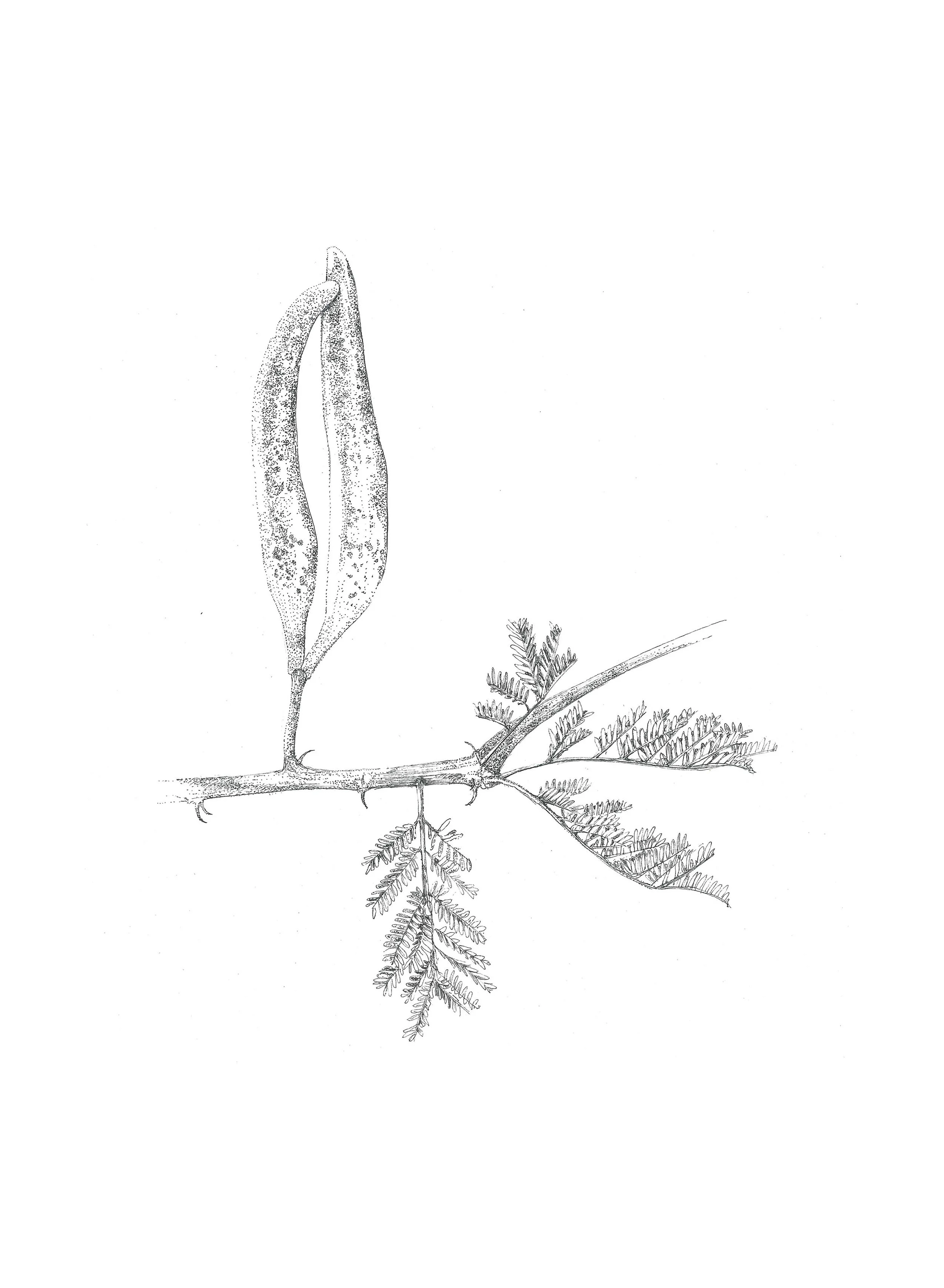 Acacia hebeclada (Candle Pod) 