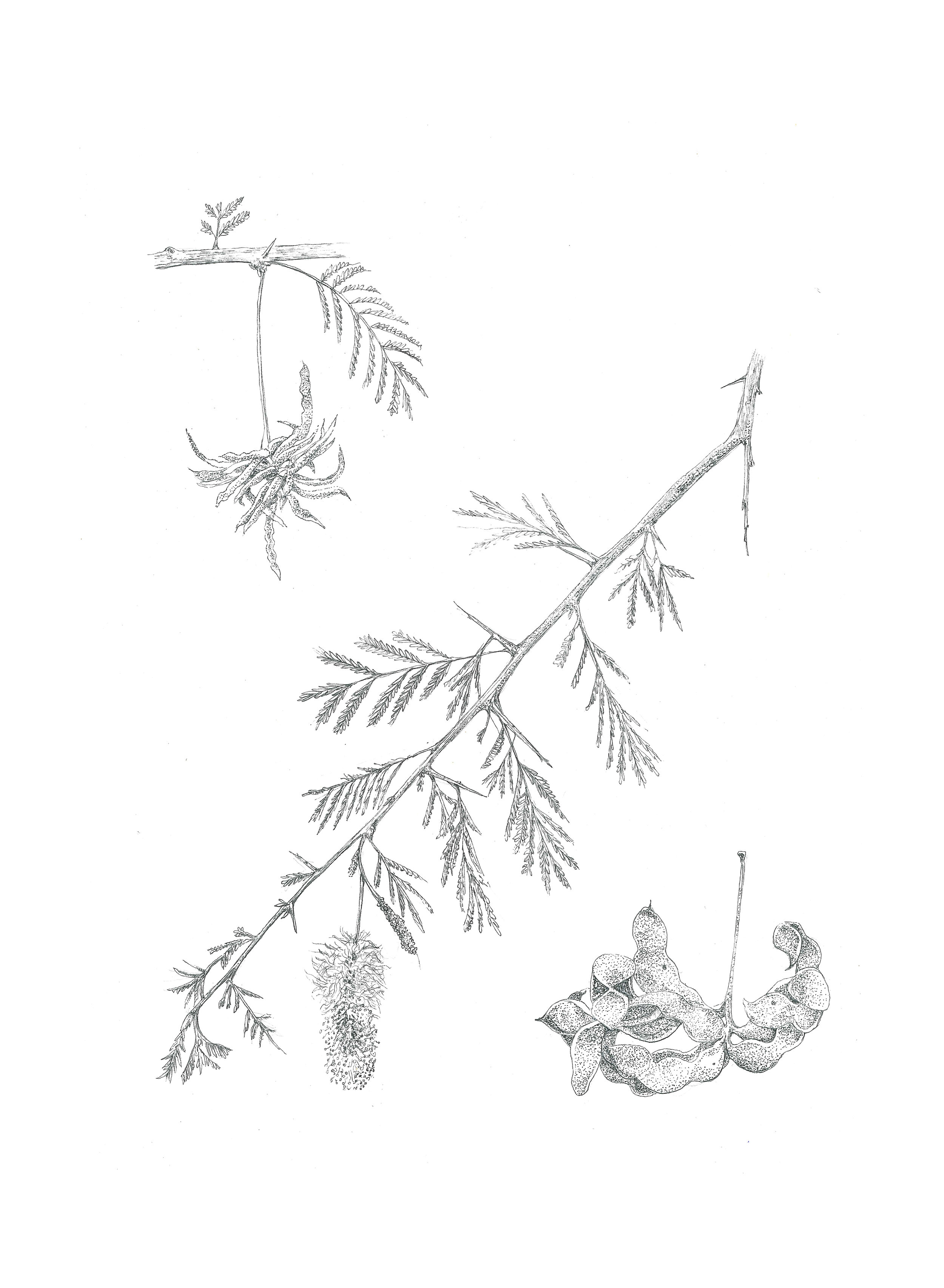 Dichrostachys cinerea  (Sickle bush) 