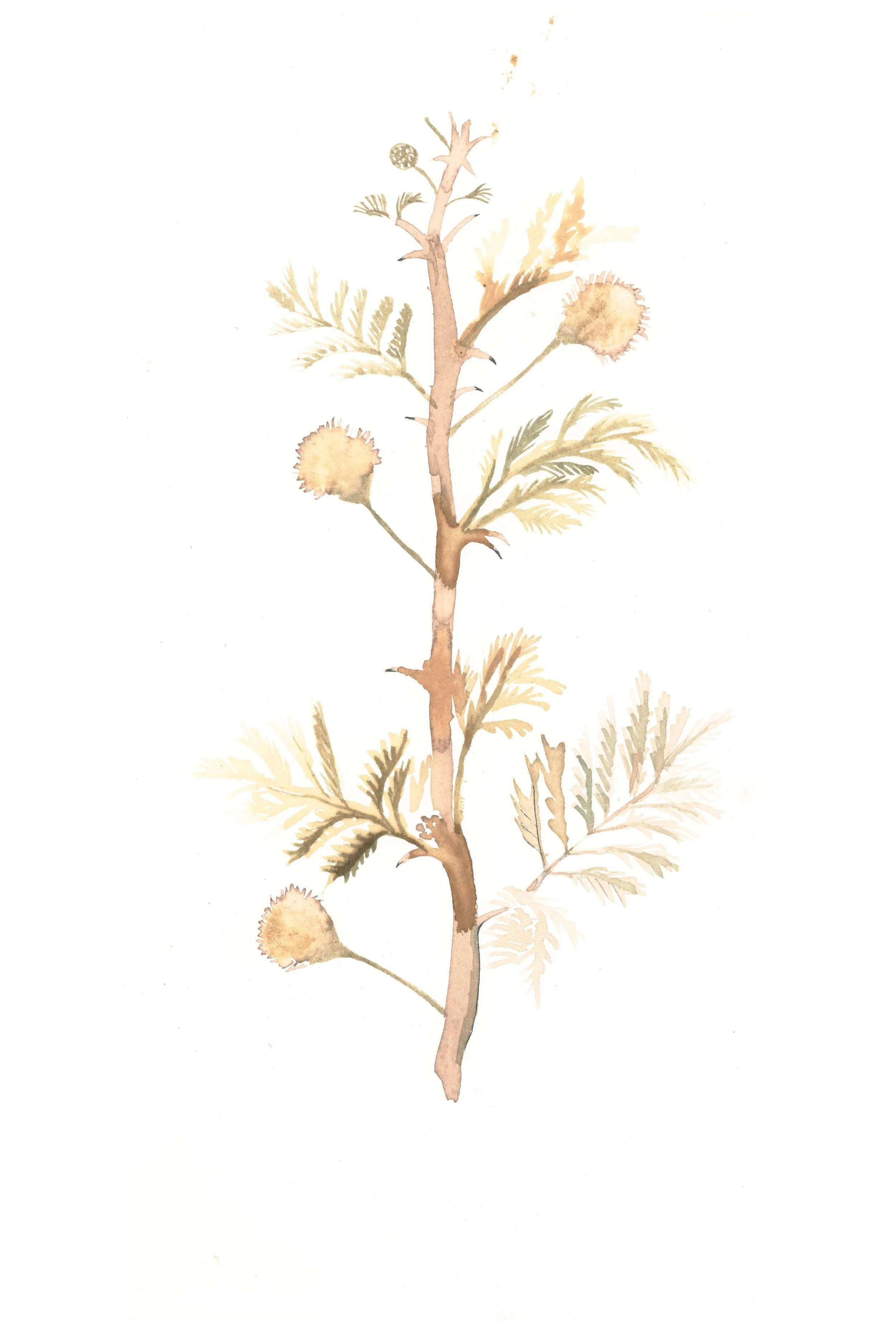 Acacia hebeclada 