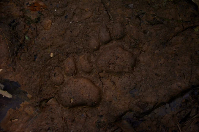 Jaguar tracks - Tambopata research station in Tambopata National Reserve