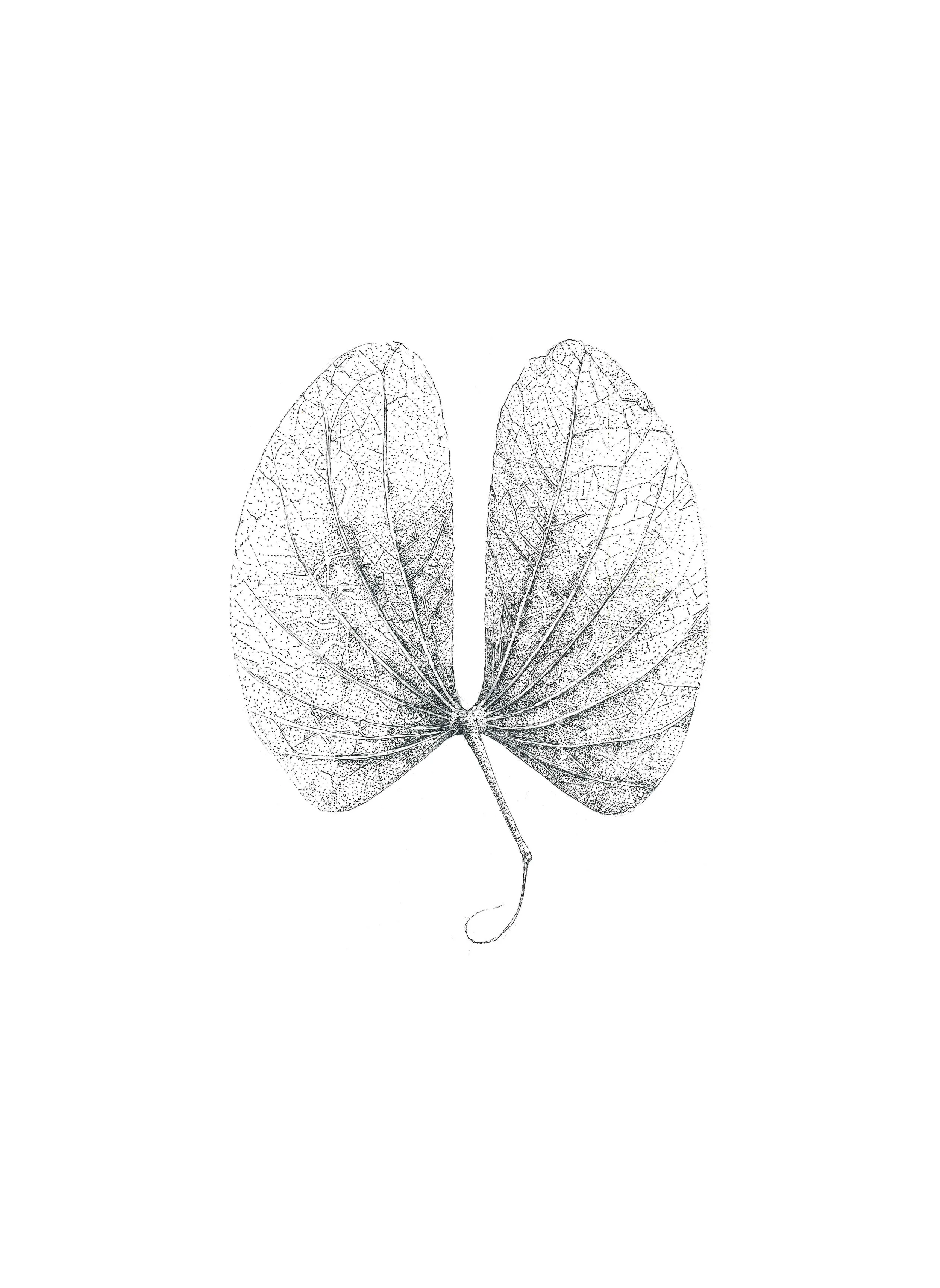 Colophospermum mopane 