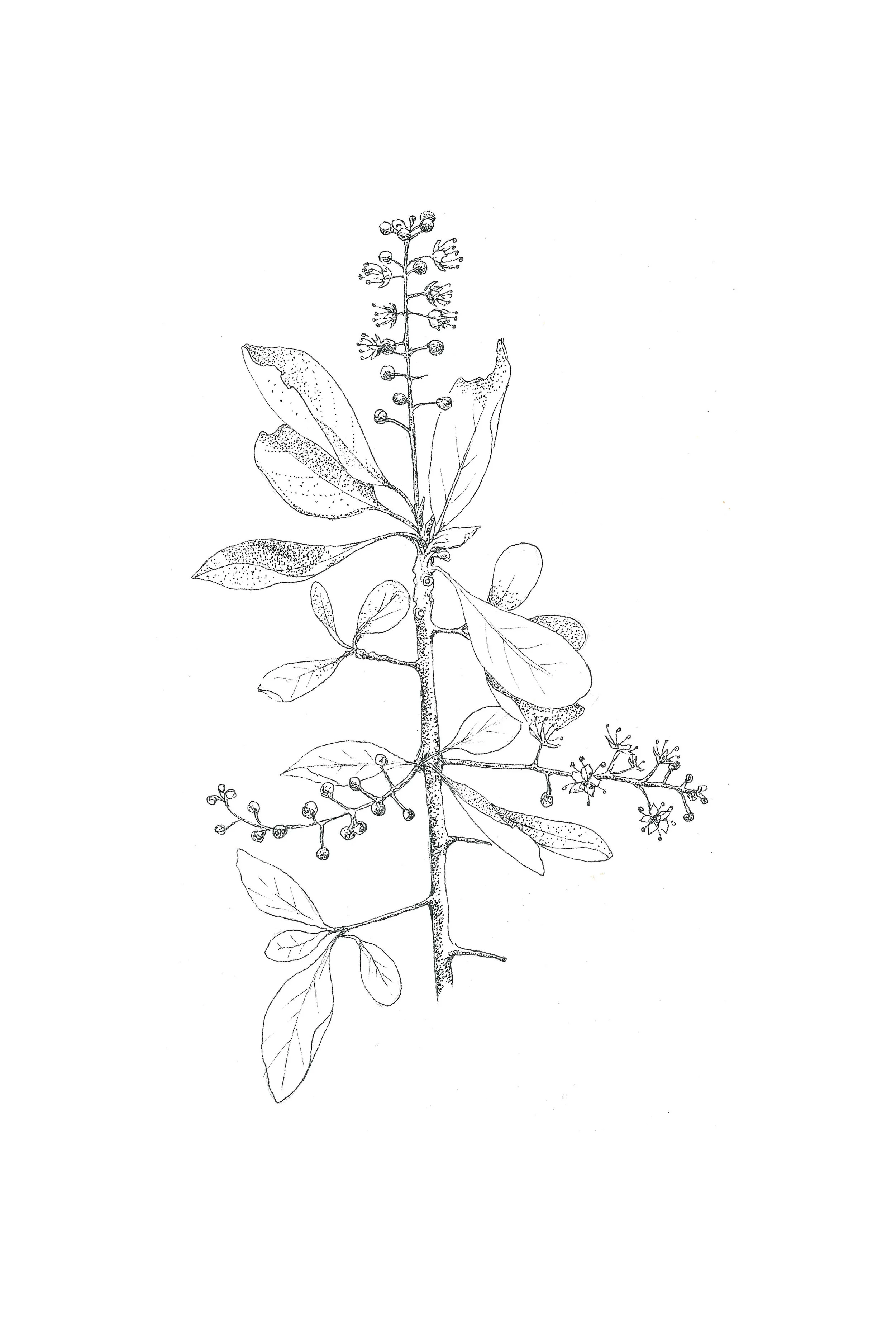 Terminalia prunioides
