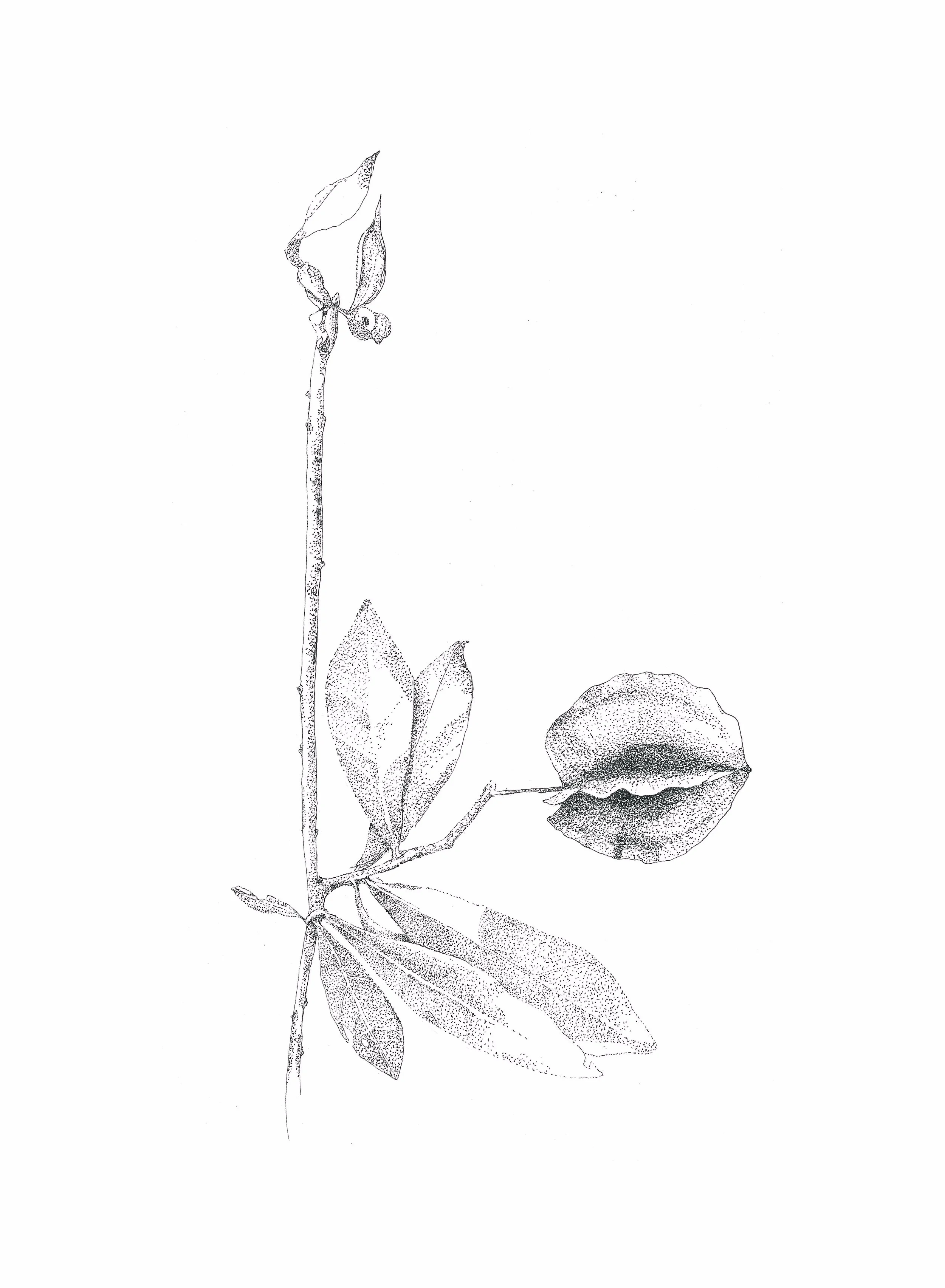 Combretum hereroense 