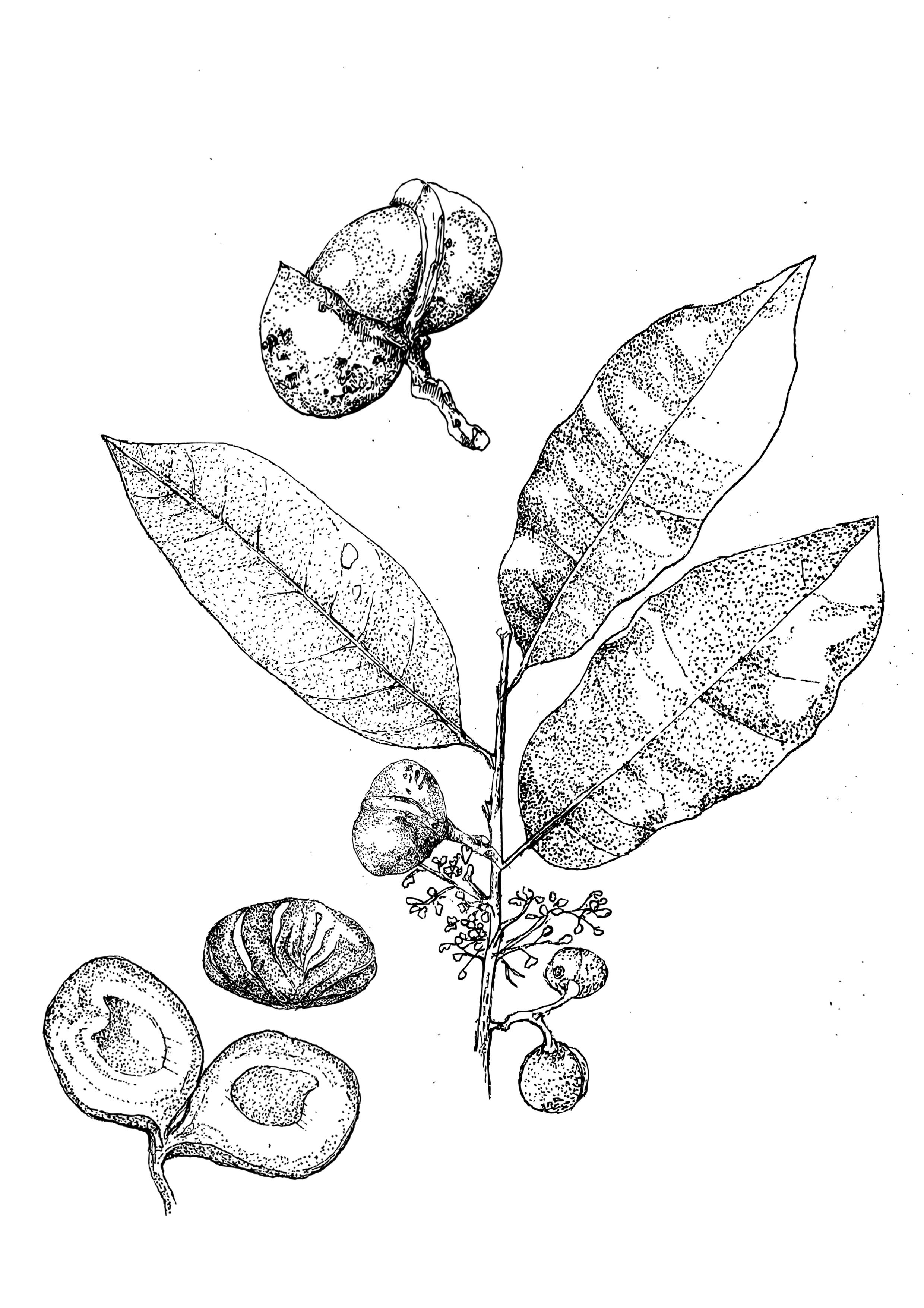Cumala – Iryanthera 3.jpg