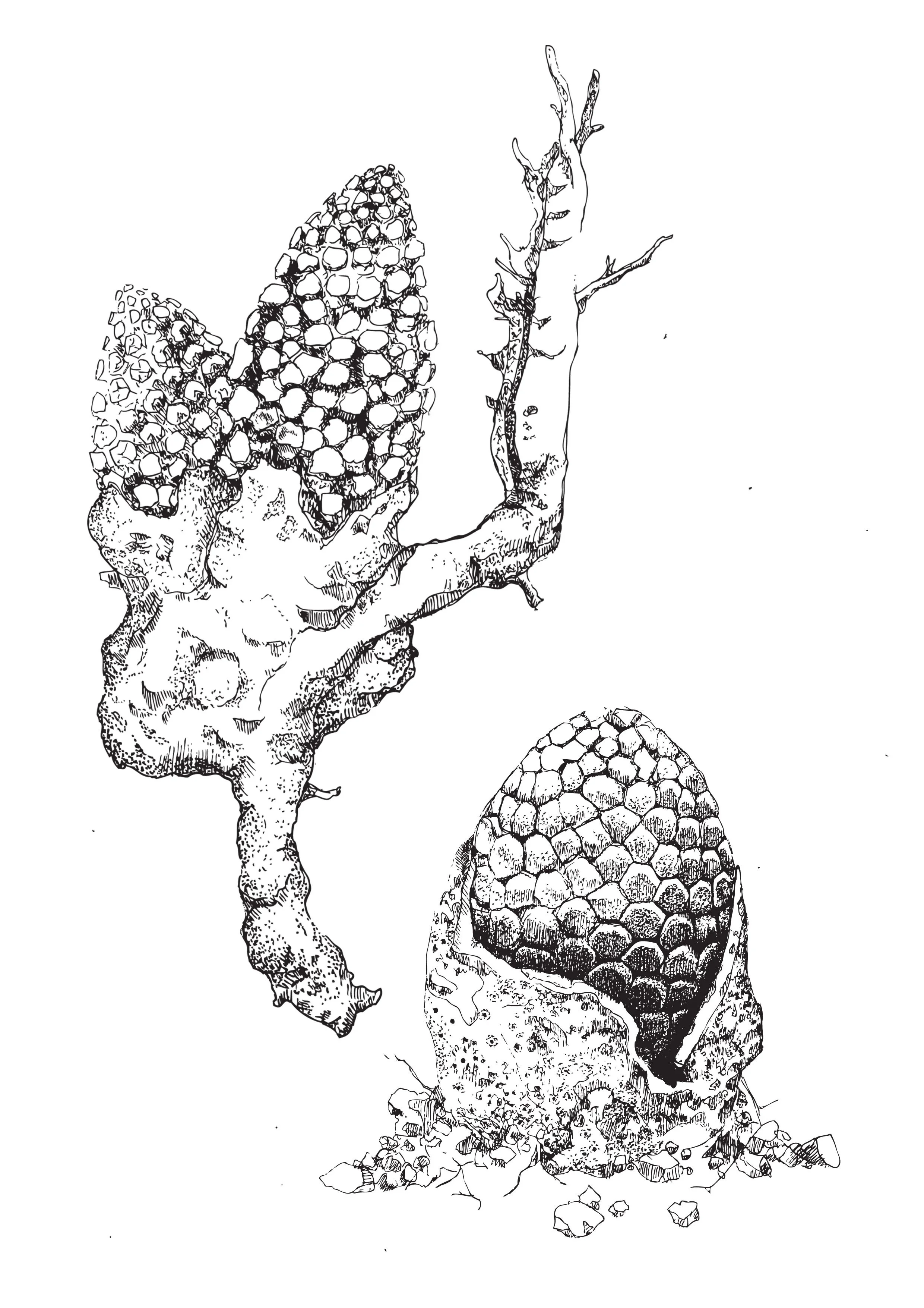 ombrophytum.jpg
