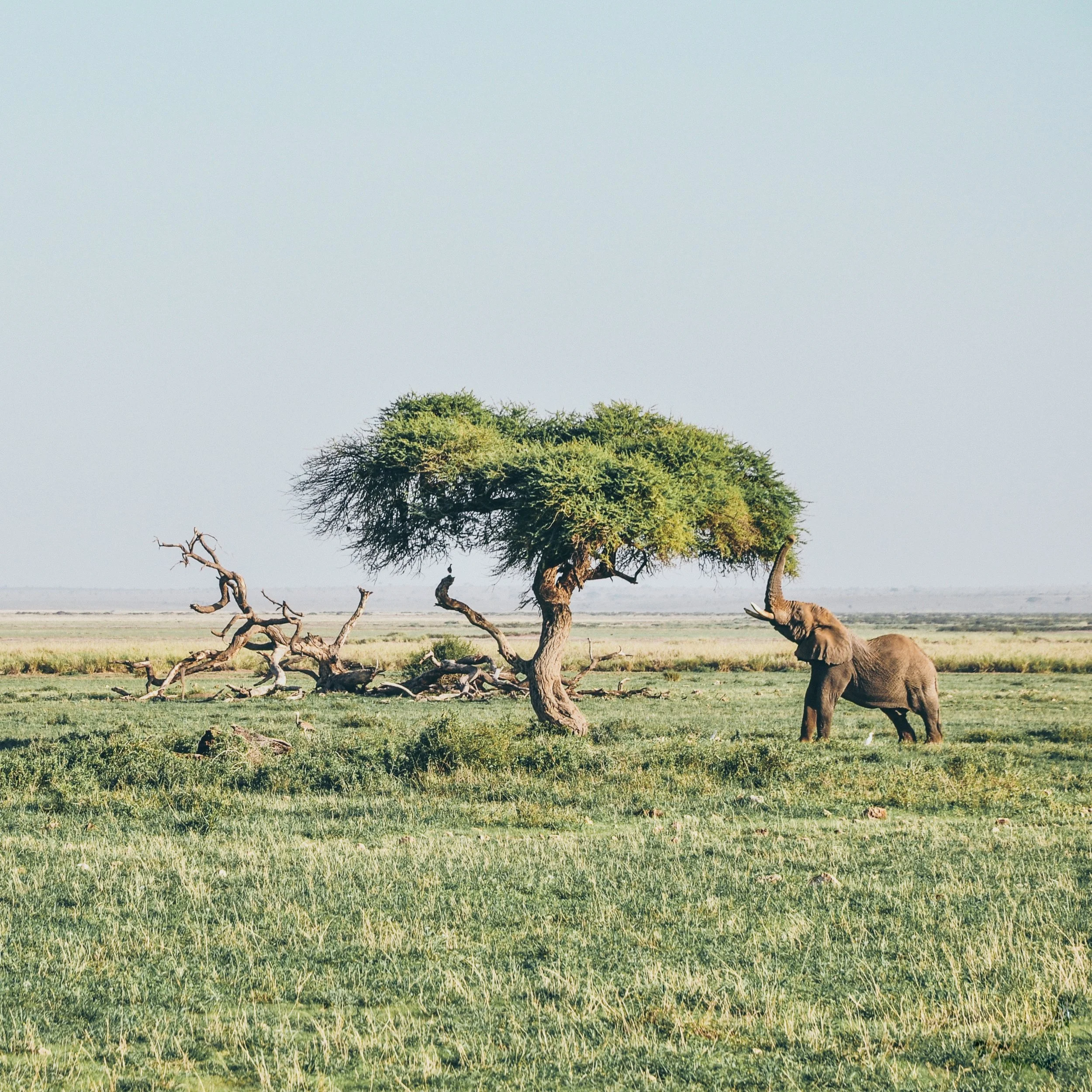 Spotting the Big Five on safari in Kenya