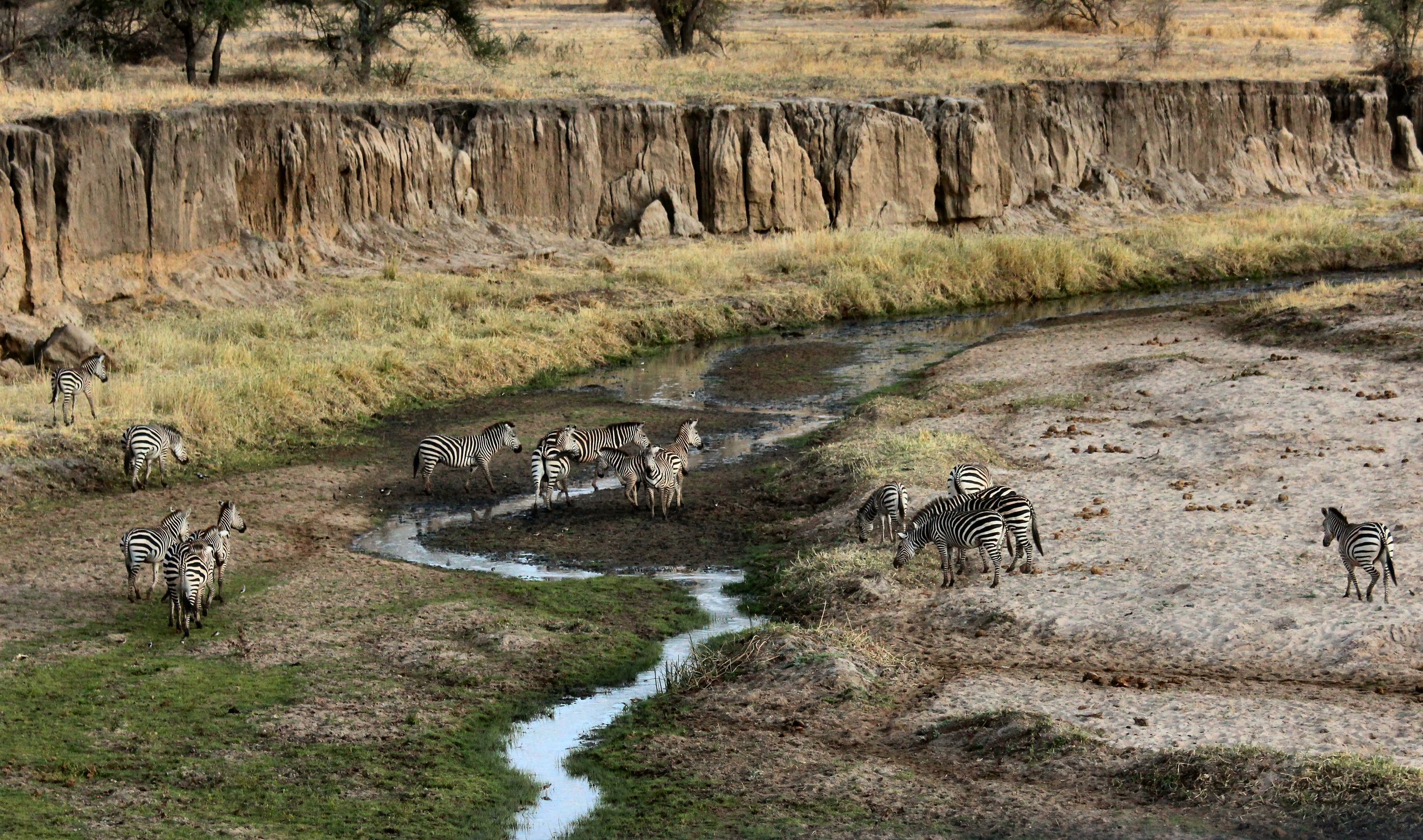 Witnessing thousands of wildebeest and zebras cross the Mara River during the Great Migration