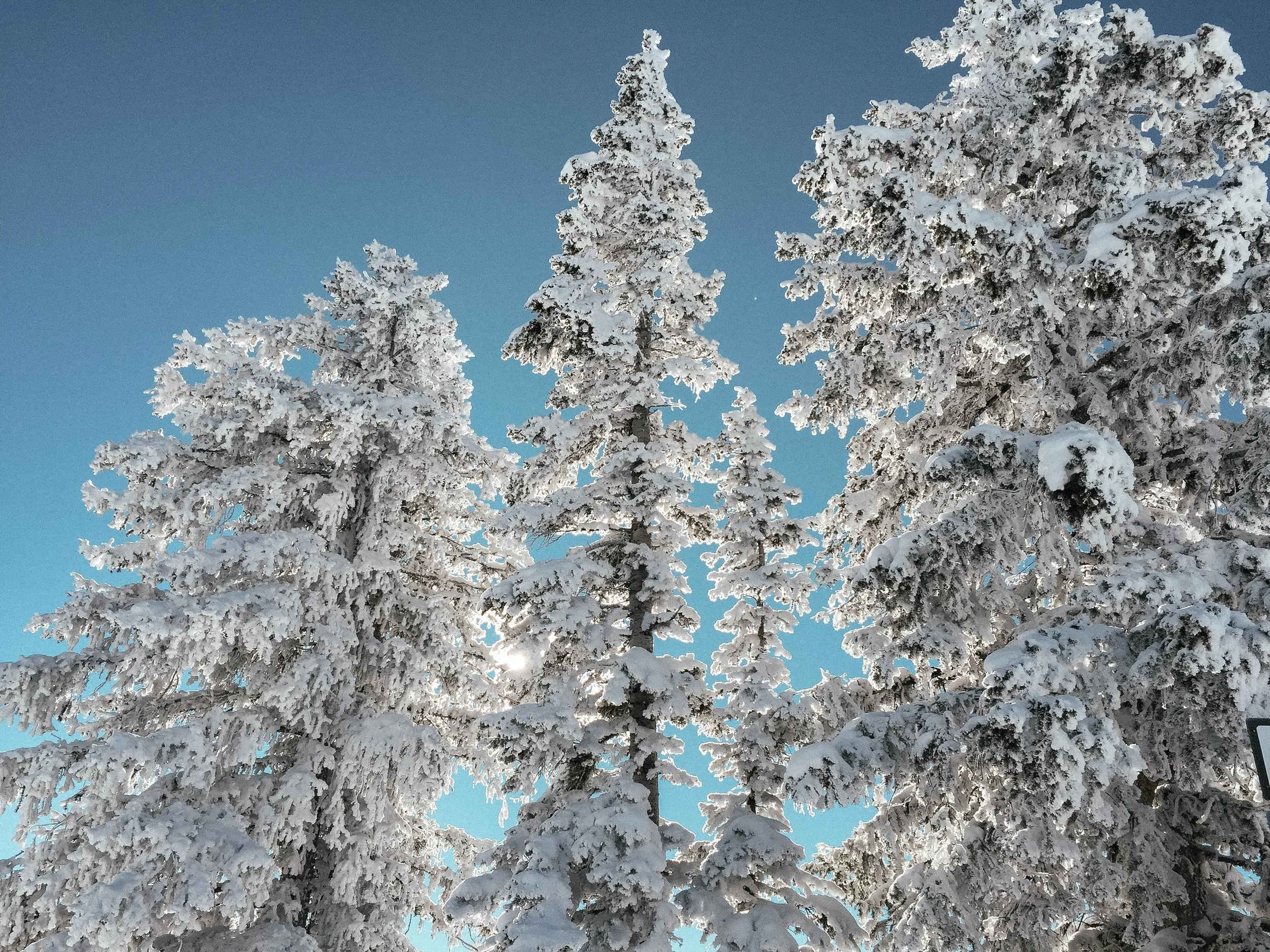 Skibiking in Steamboat Springs, Colorado