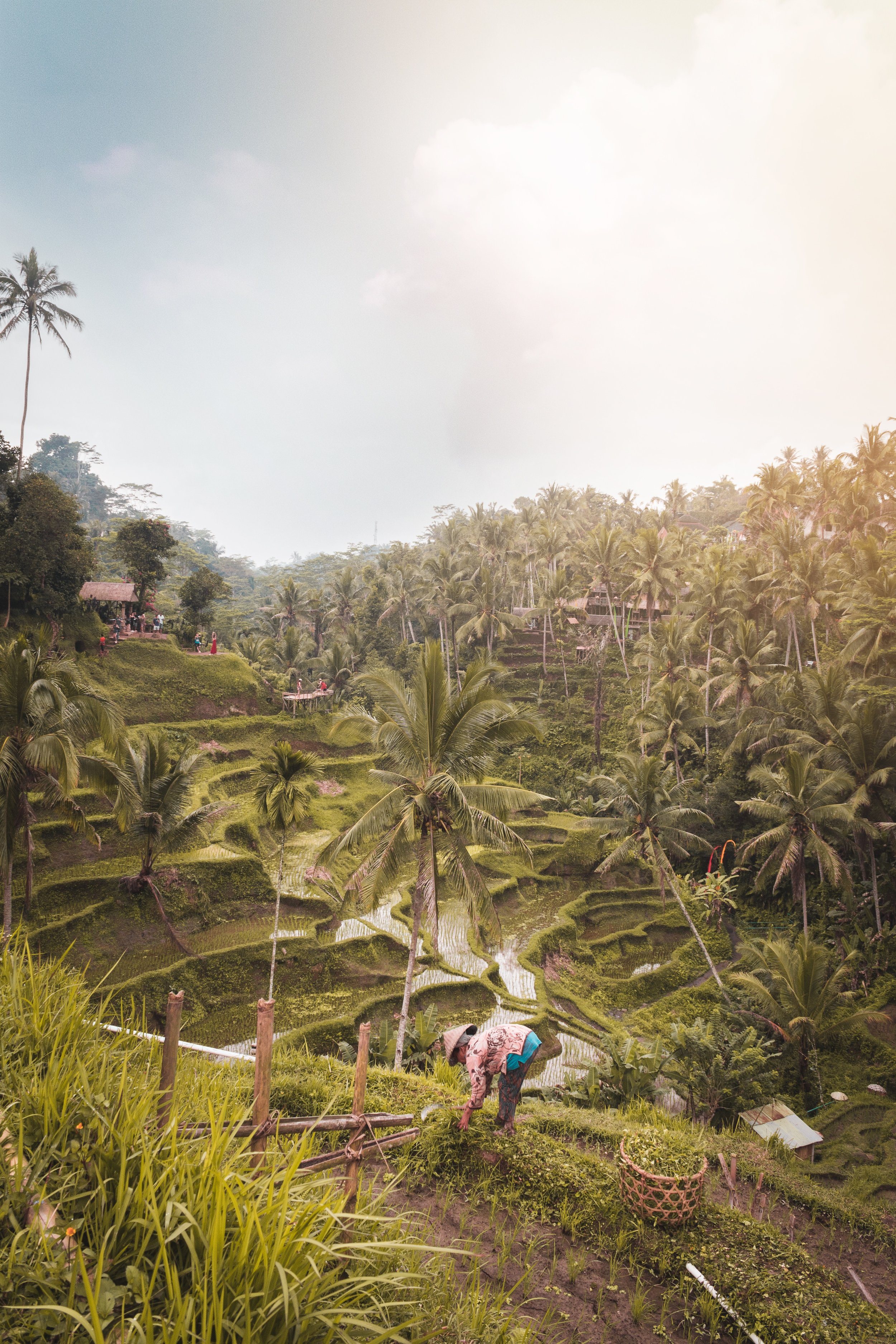 Driving through rice terraces and visiting local villages in Ubud’s countryside