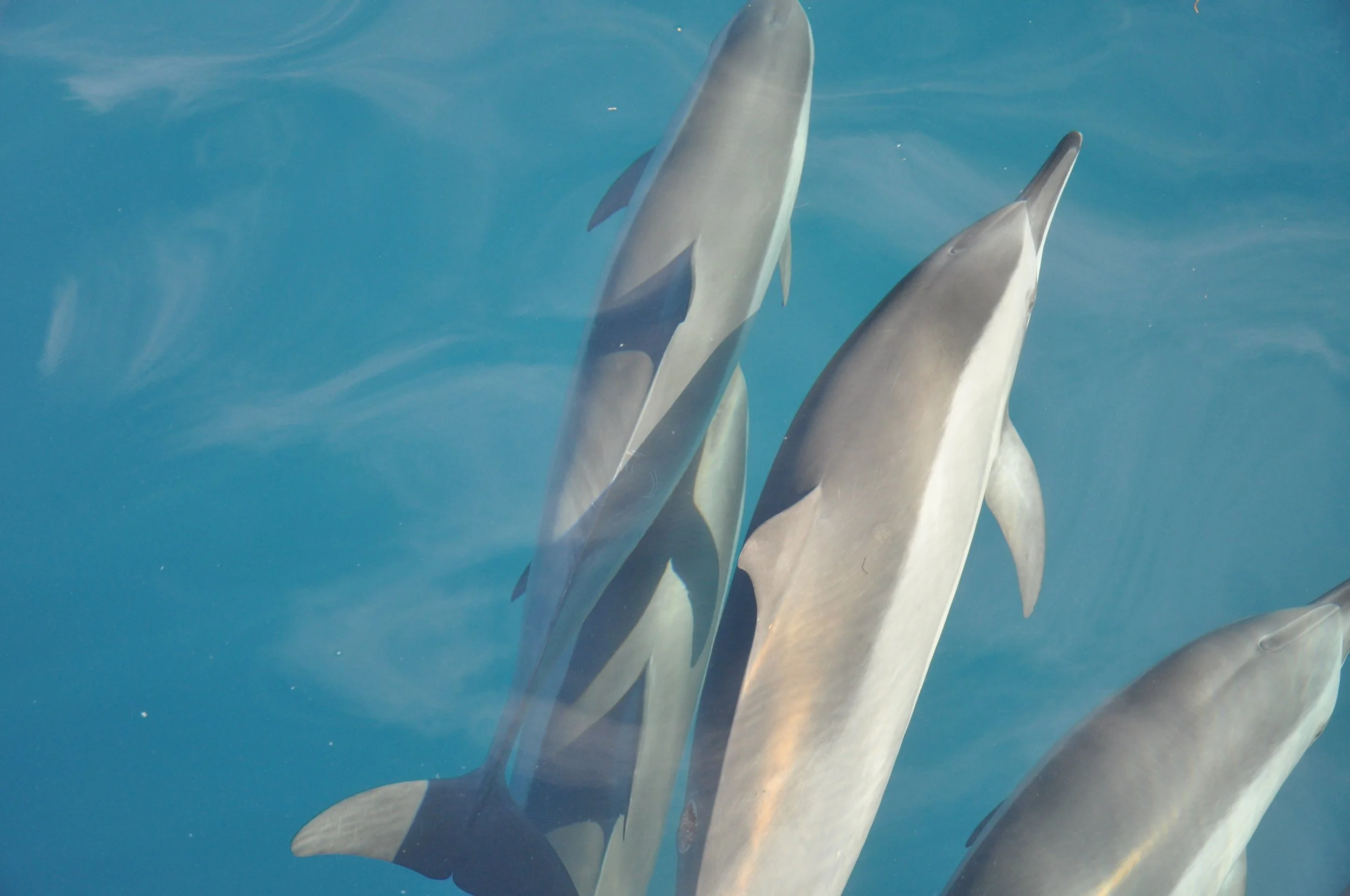Kayaking next to dolphins in Costa Rica