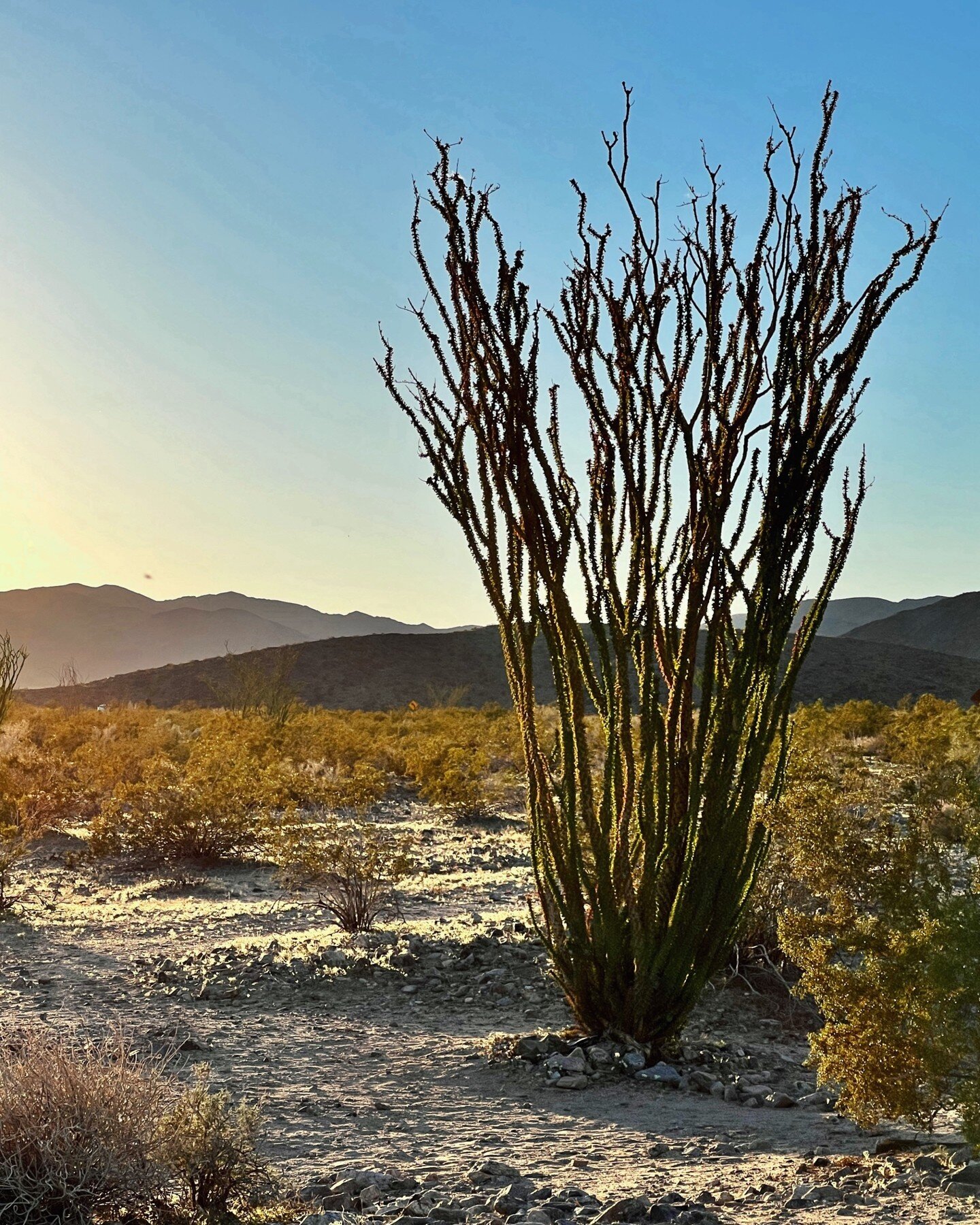 Joshua Tree is magical with its trees and cactuses that are reminiscent of a Dr. Sues storybook. We love it here.

📍Joshua Tree National Park
📍Bajada Trail
📍Ocotillo Patch
📍Cottonwood Springs

#wanderlust #wanderfolk #stayandwander #visualwanderl