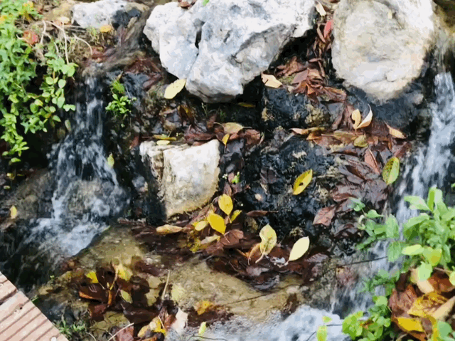 36.gif