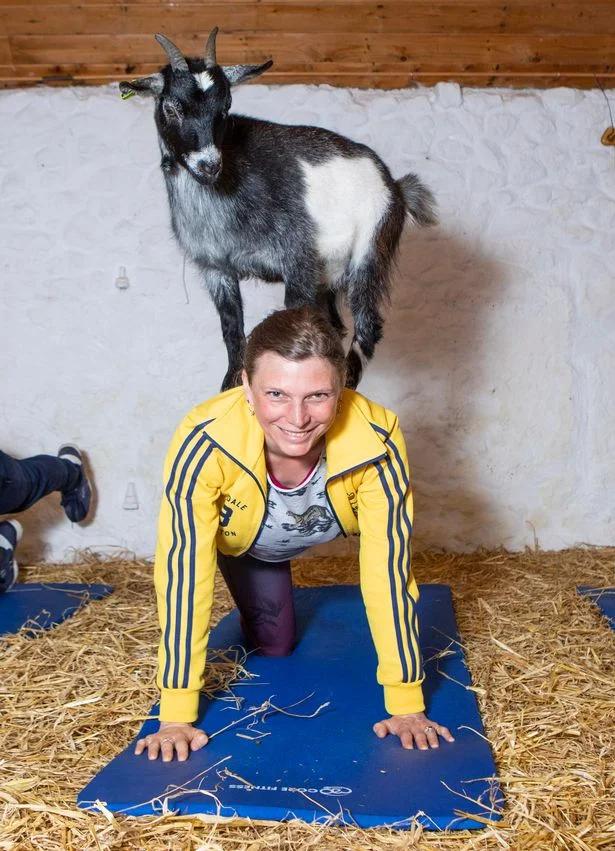 Pygmy Goat Pilates — The Pilates Attic