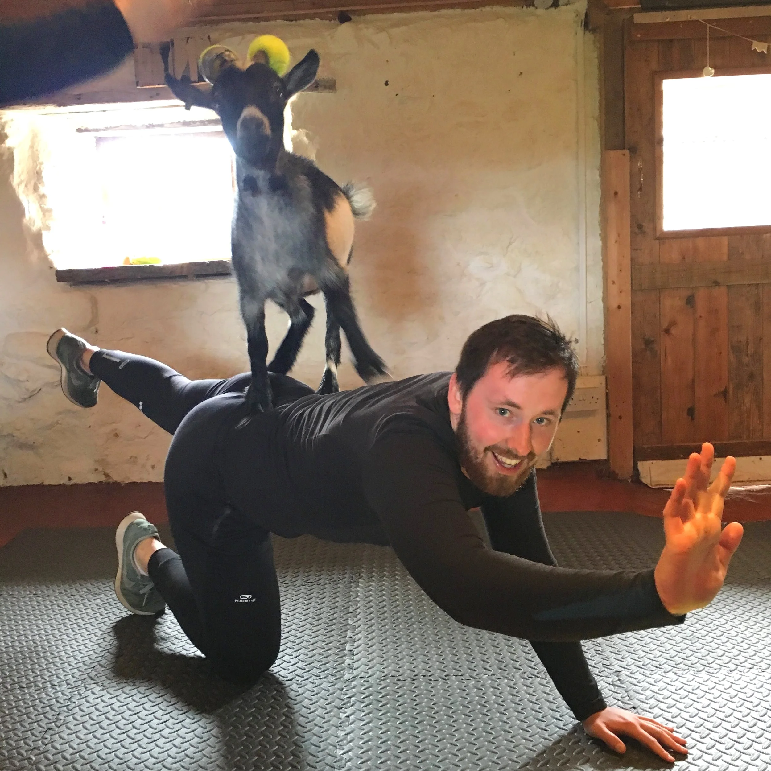 Pygmy Goat Pilates — The Pilates Attic