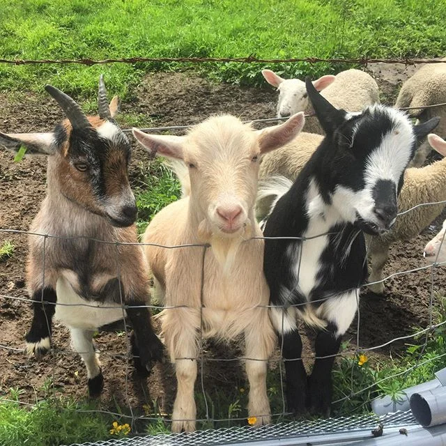 Pygmy Goat Pilates — The Pilates Attic