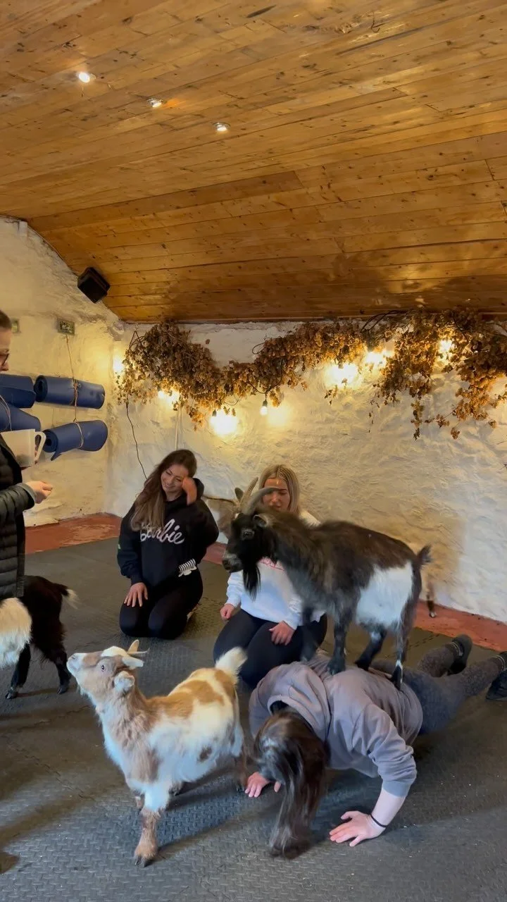 Pygmy Goat Pilates — Pilates Attic