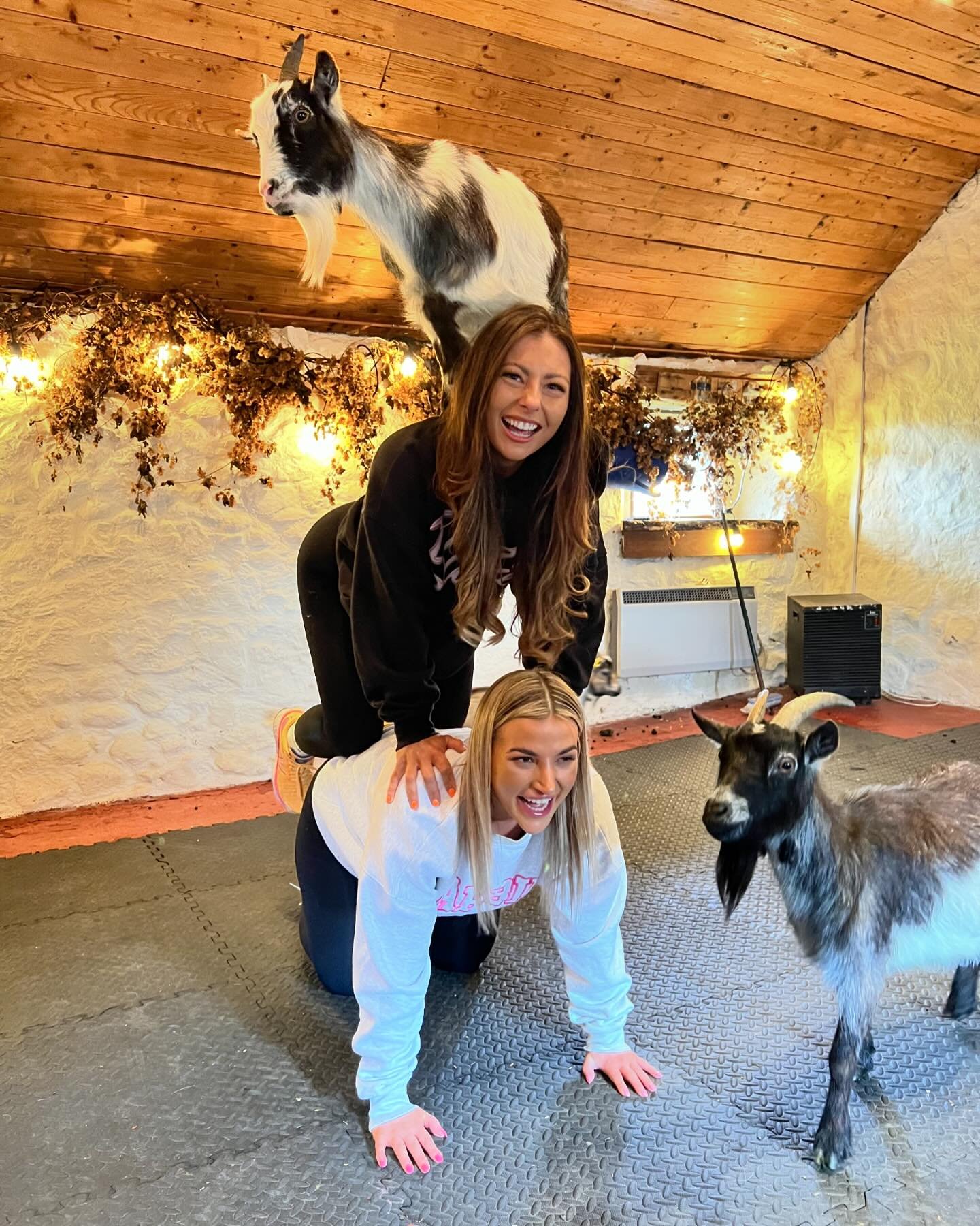Our May dates are nearly sold out, grab the last spots quick!
May 12th 12pm sold out
May 12th 2pm 3 spaces
May 26th 12pm sold out
May 26th 2pm 1 space

#goats #pygmygoats #goatpilates #pygmygoatpilates #goatsofinstagram #edinburgh #edinburghpilates #