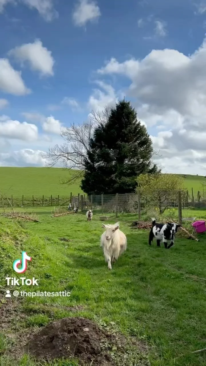 Pygmy Goat Pilates — Pilates Attic