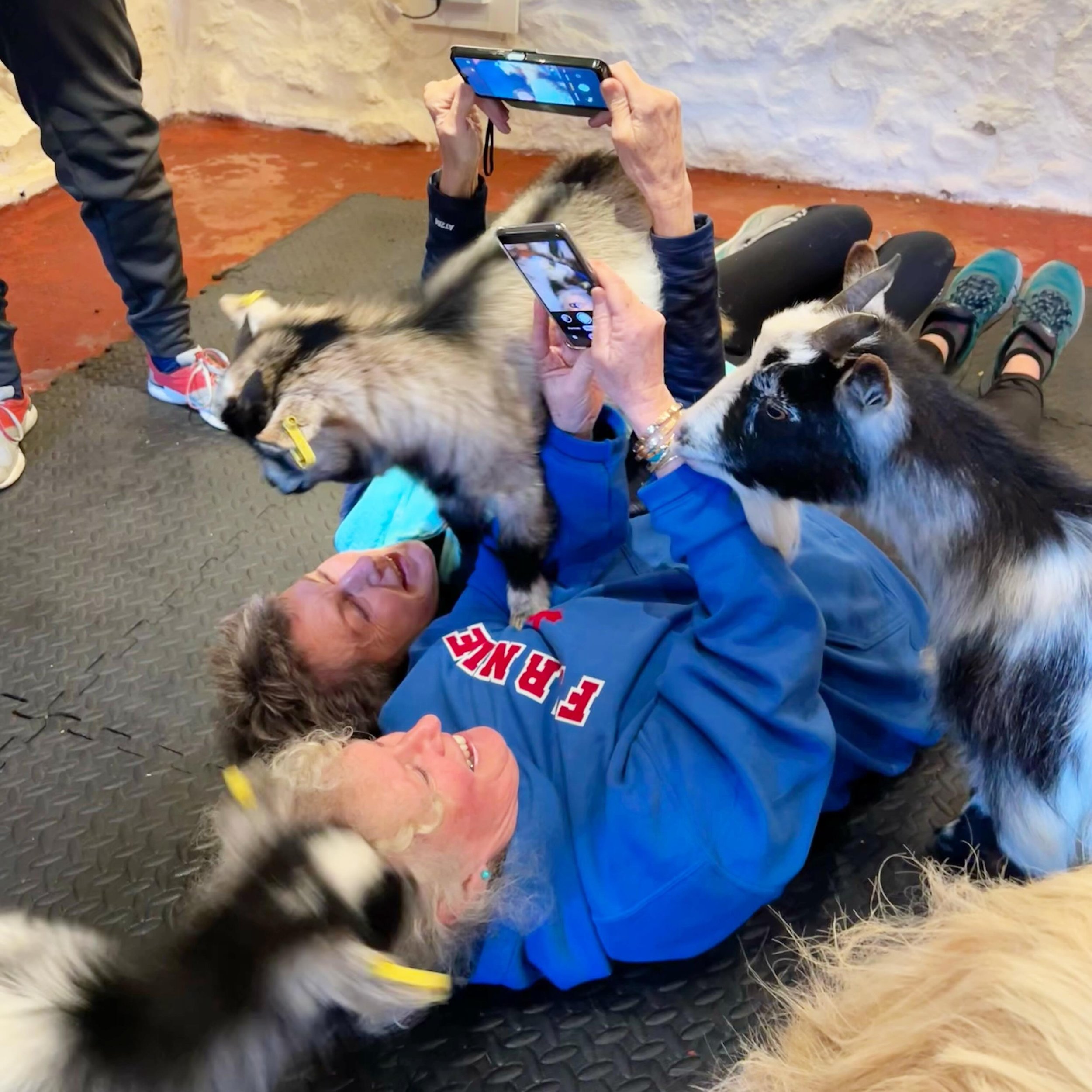 Will you get the perfect goat selfie? Tickets are selling fast for April, get yours before we sell out! @thepilatesattic 

#goats #goatpilates #pygmygoats #pygmygoatpilates #goatyoga #edinburgh #fife #scotland #selfie