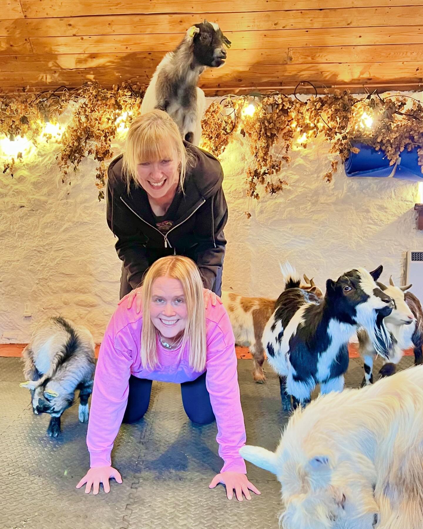 Baby Zorro had a helping hand to get on top of this tower as he&rsquo;s too wee to do it himself for now @thepilatesattic 

#babygoats #goats #pygmygoats #goatsofinstagram #goatpilates #pygmygoatpilates #goatyoga #edinburgh #fife #scotland #animalexp