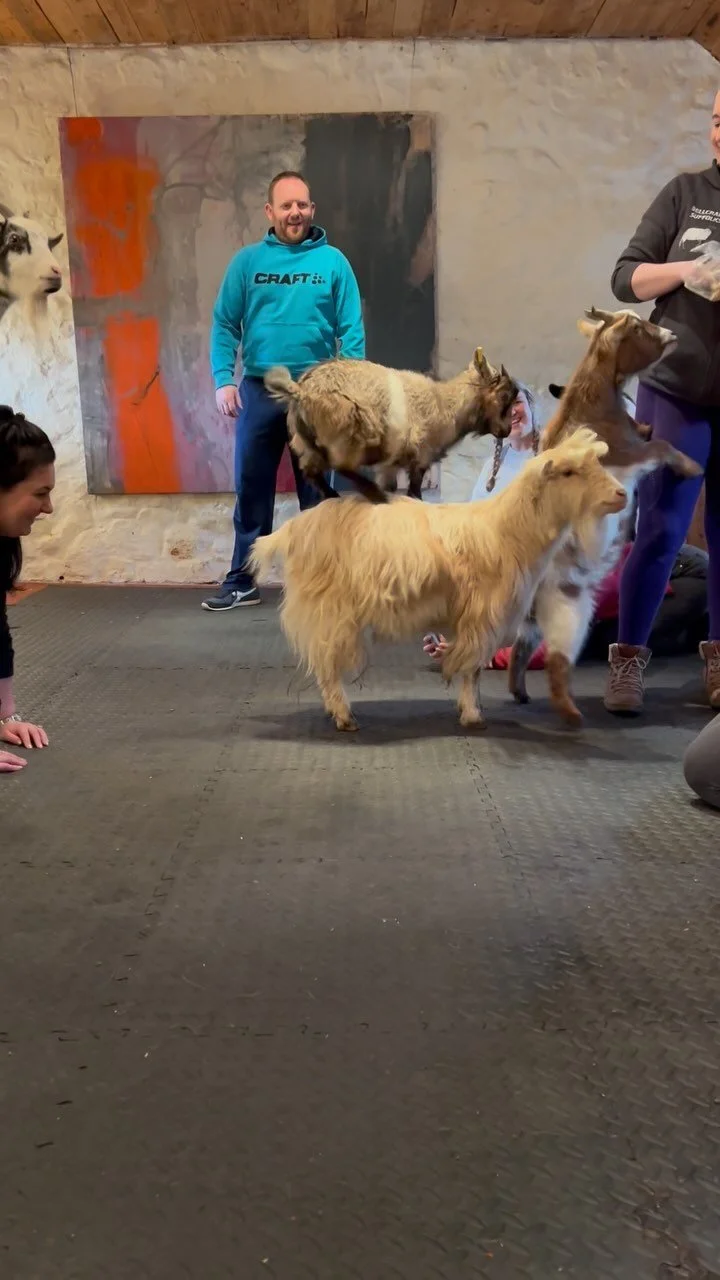 Pygmy Goat Pilates — Pilates Attic