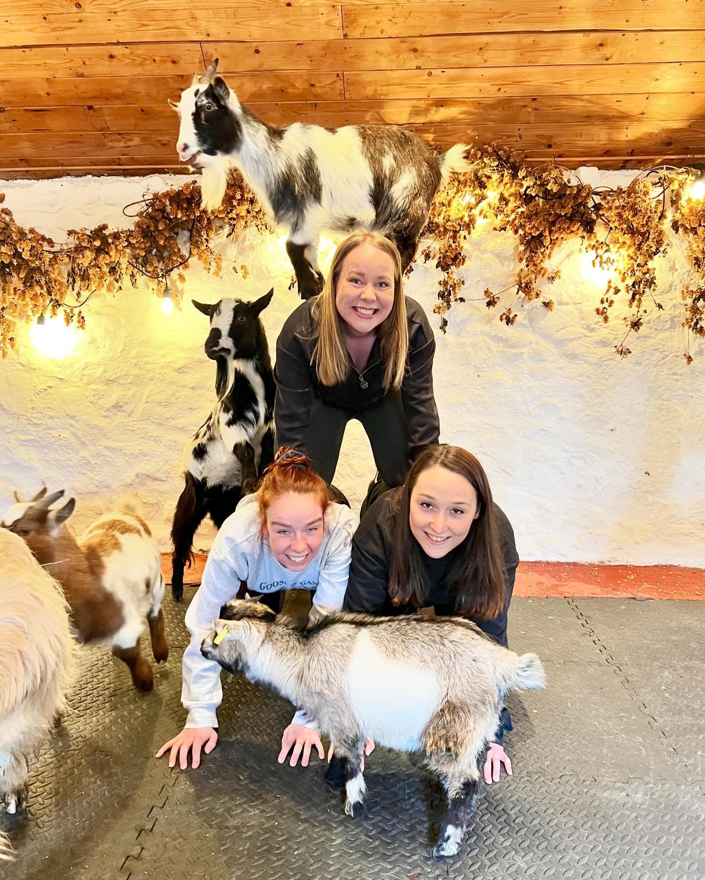 15 tickets sold within 30 minutes of release, get yours now and don&rsquo;t miss out! @thepilatesattic 

#goats #pygmygoats #goatsofinstagram #goatpilates #goatyoga #edinburgh #fife #scotland #babygoats