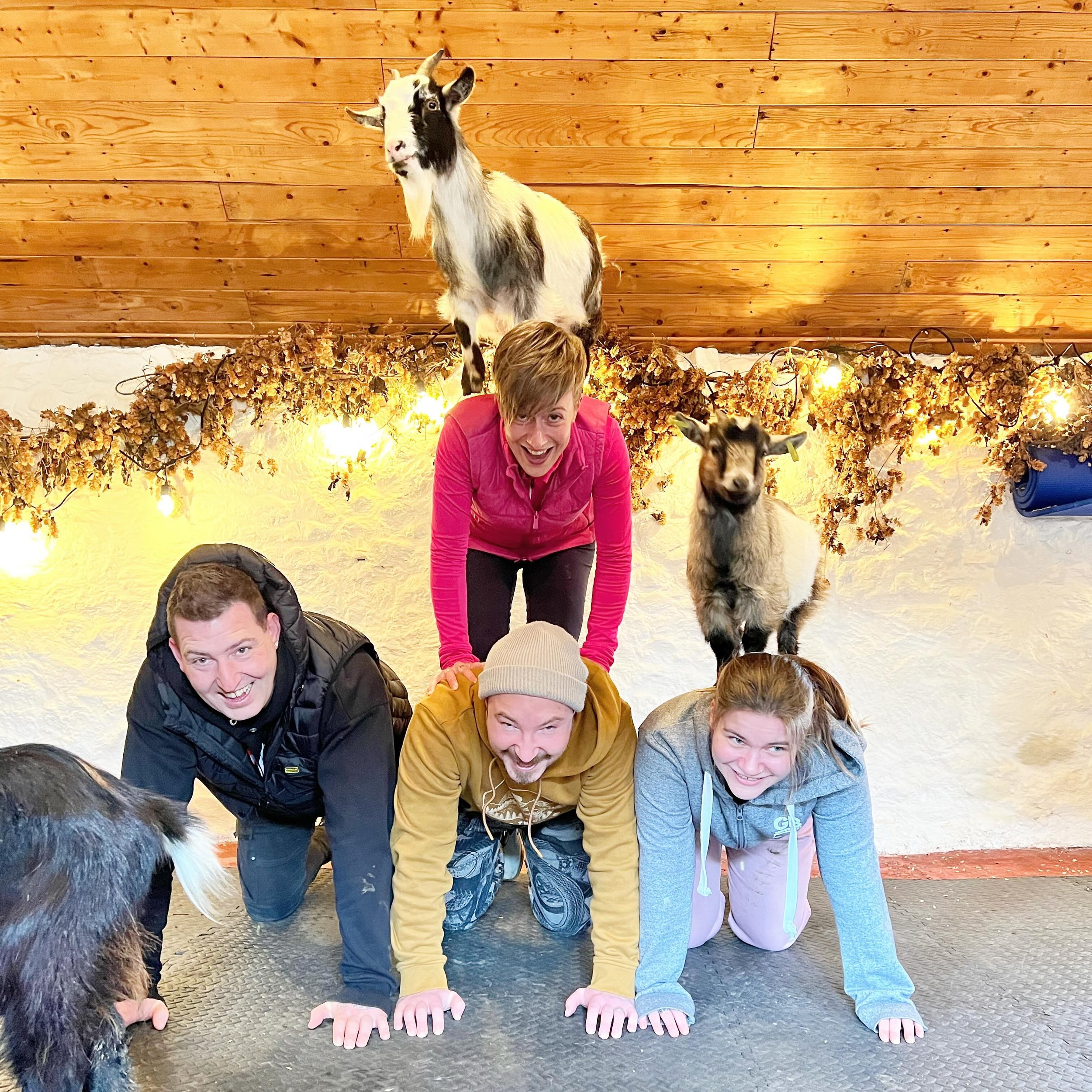 Join us March 3rd and 17th, tickets are selling fast! @thepilatesattic 

#goats #pygmygoats #goatpilates #pygmygoatpilates #pilates #goatyoga #scotland #edinburgh #fife #goatsofinstagram #babygoats