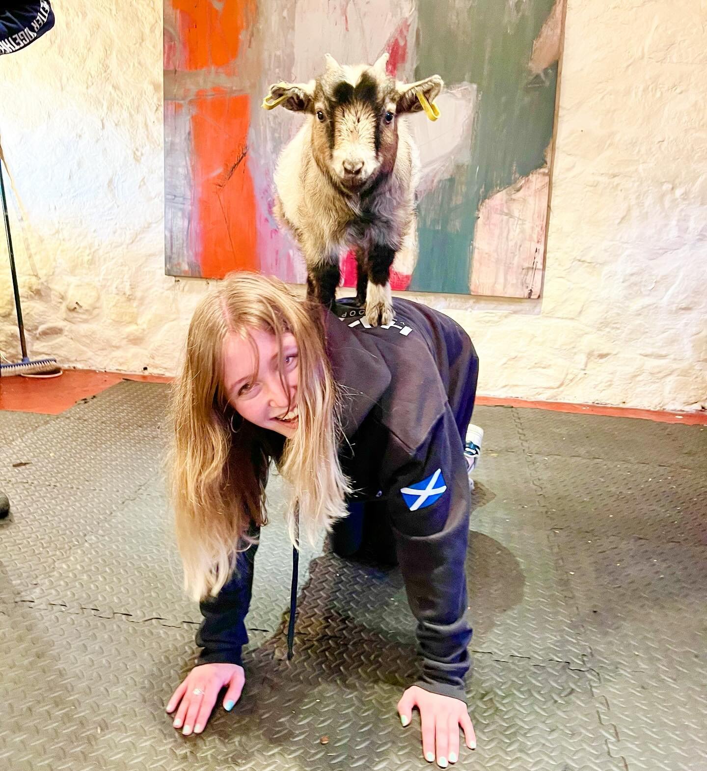 Baby Diego seems to be a poser @thepilatesattic 

#goats #pygmygoats #goatpilates #babygoat #edinburgh #fife #scotland #pilates