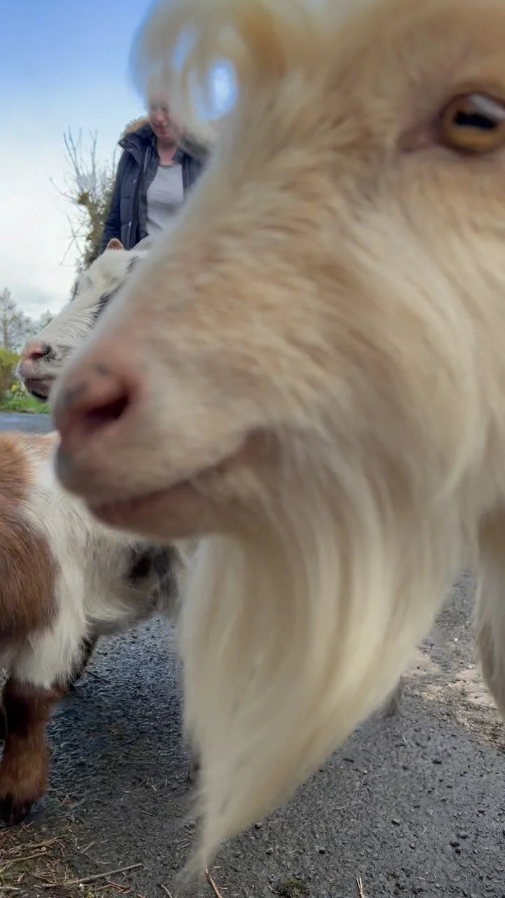 Pygmy Goat Pilates — Pilates Attic