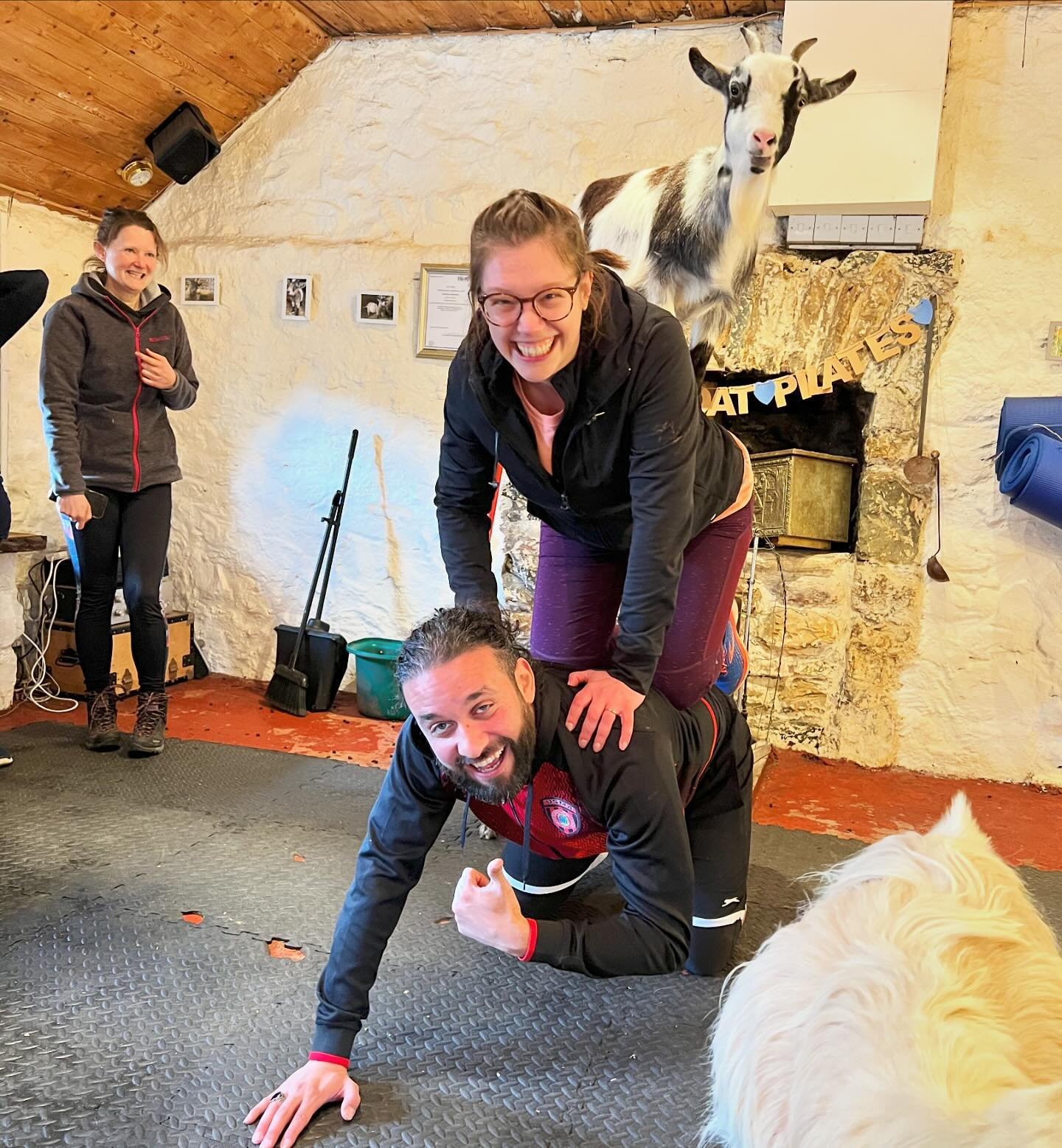 Pygmy Goat Pilates — Pilates Attic