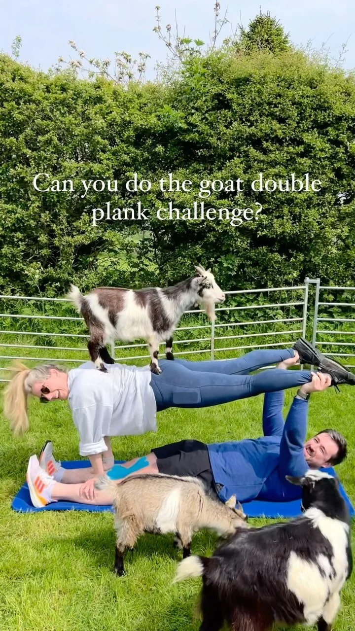 Pygmy Goat Pilates — Pilates Attic