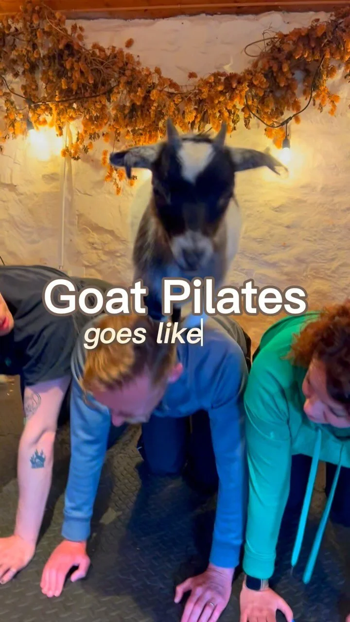 Pygmy Goat Pilates — Pilates Attic