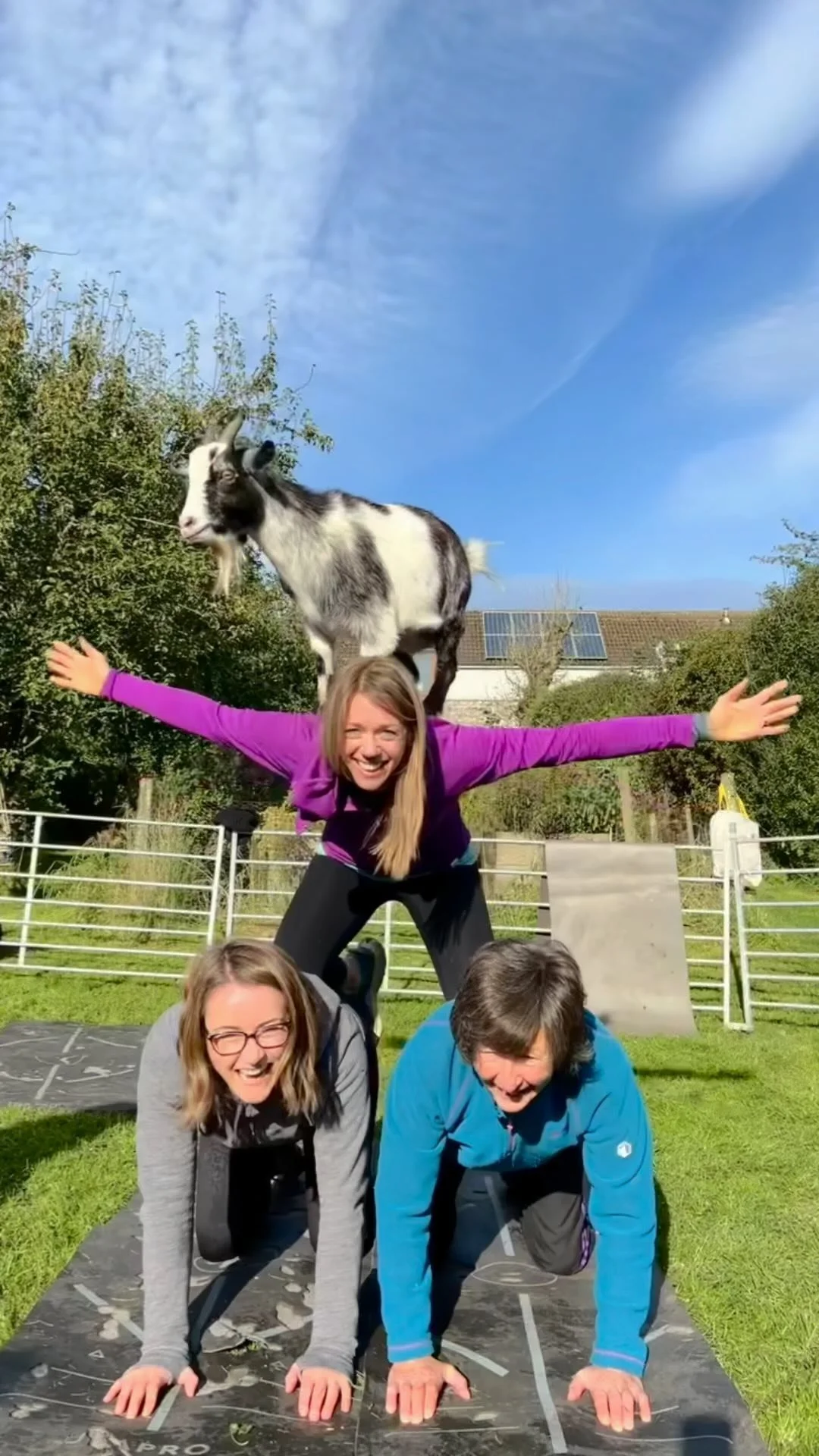 Pygmy Goat Pilates — Pilates Attic