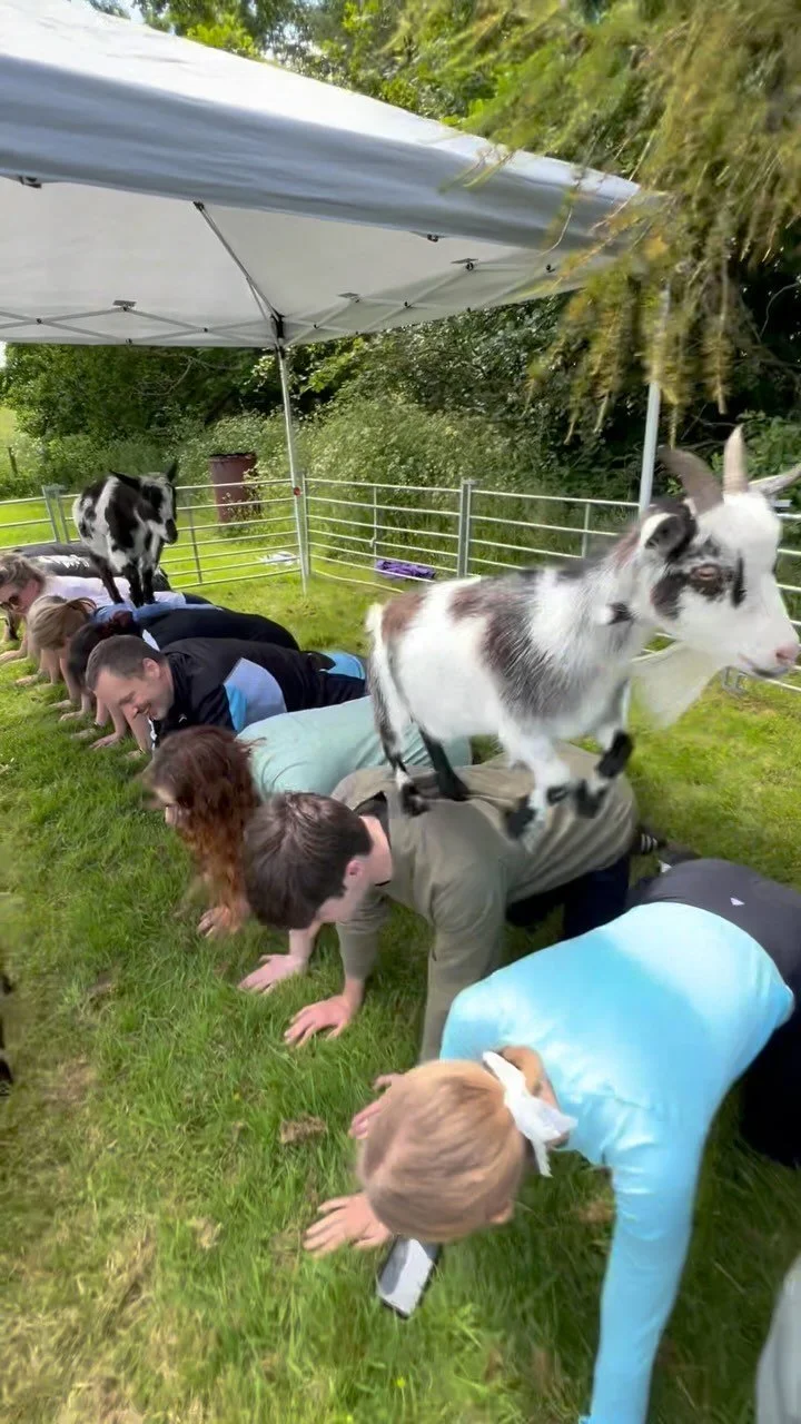 Pygmy Goat Pilates — Pilates Attic