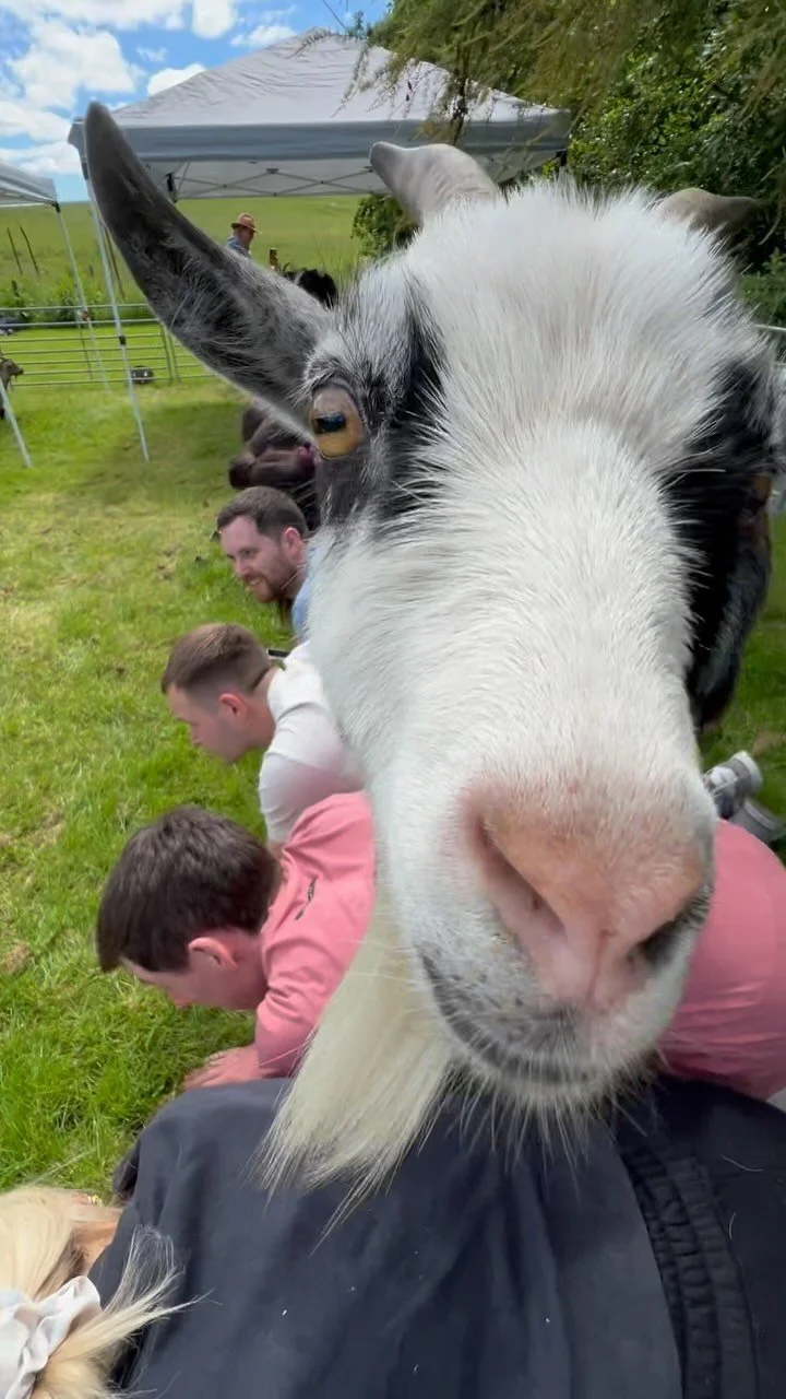 Pygmy Goat Pilates — Pilates Attic