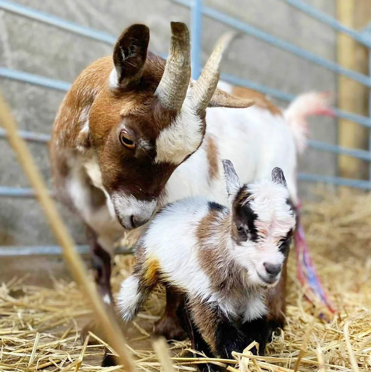 The first baby goat of the summer has arrived at last, Betty had a little baby boy! @pilatesattic 

#babygoat #goatkids #pygmygoat #scotland #lovegoats #baby #goatsofinstagram #goatpilates #goatcuddles #fife