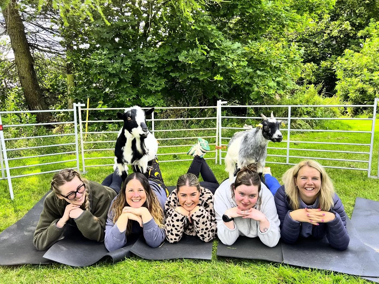 Cutie patooties @pilatesattic 

#goatpilates #goats #goatsofinstagram #pygmygoats #scotland #lovegoats #fife #pilates #lineup #cuteanimals #goatcuddles #thingstodoinscotland