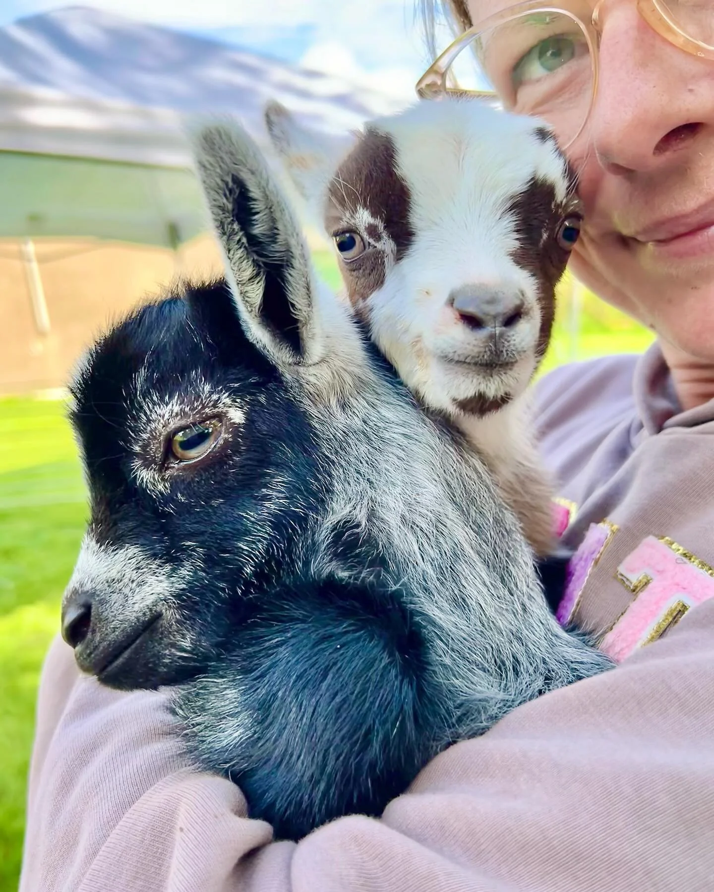 Baby goat cuddles are the best and you can get some at goat pilates, book now before we sell out! @pilatesattic 

#babygoats #goatcuddles #hugs #goatpilates #pilates #goatsofinstagram #pygmygoats #goatkids #scotland #thingstodoinscotland #fife