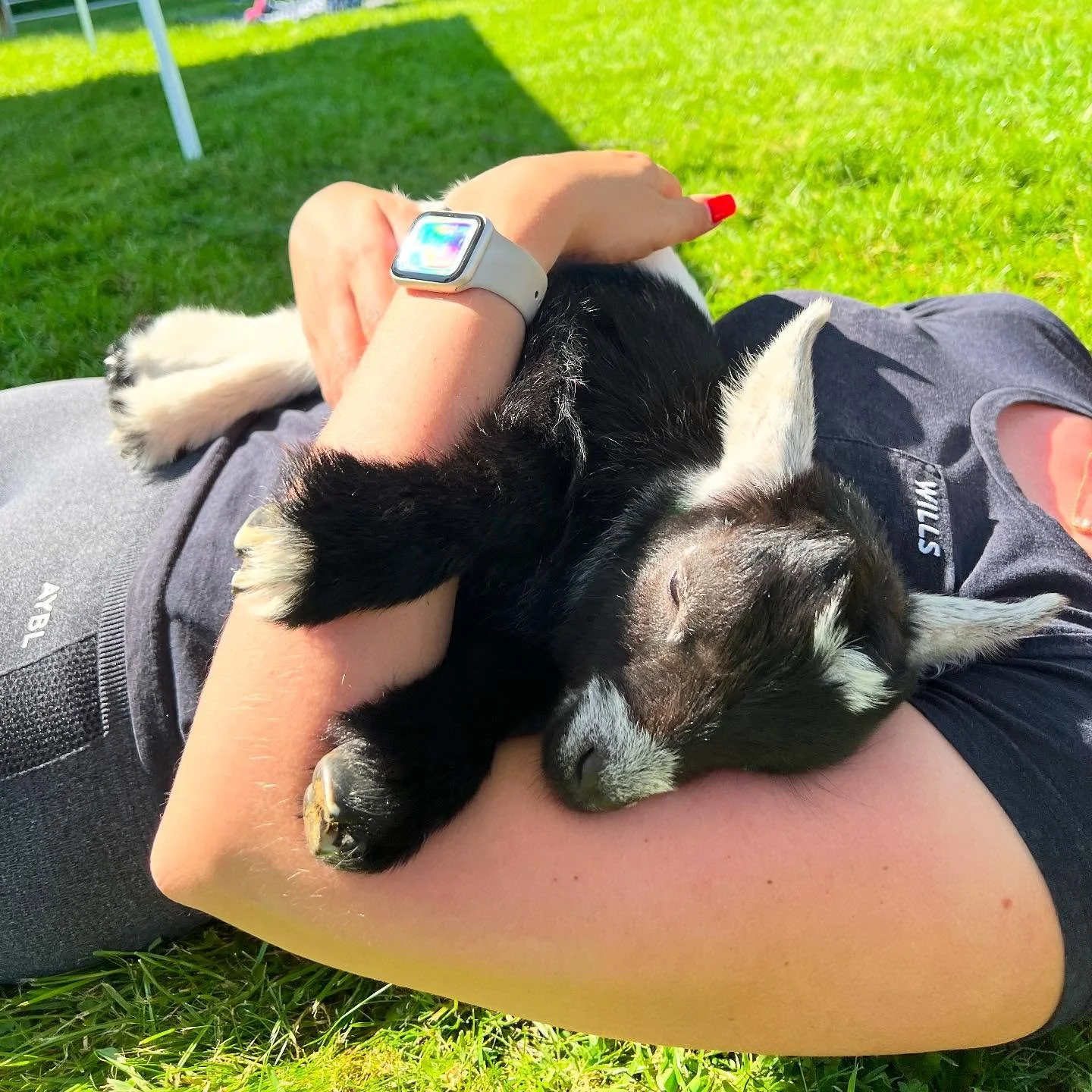 Domino refused to come in to the goat pilates class until he discovered there were cuddles in the sunshine to be had ☀️ @pilatesattic 

#babygoat #domino #goatcuddles #goatpilates #pilates #scotland #fife #pygmygoats #cuddles #goatsofinstagram