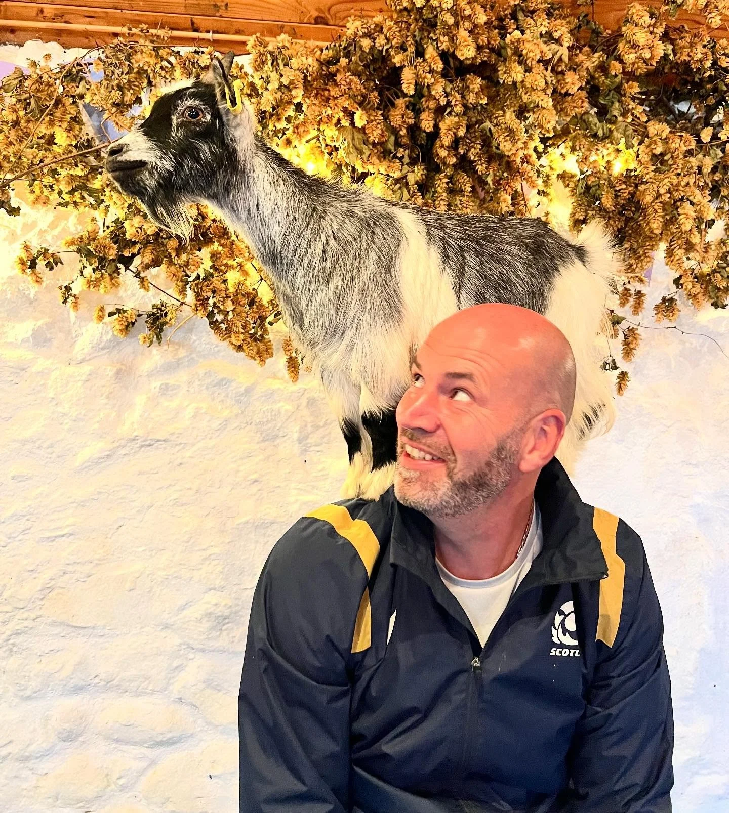 We&rsquo;ve just released all our dates for goat pilates right up till Christmas time, get yourself booked in for the best fun you can have with goats ever! @pilatesattic 

#goatpilates #scotland #pygmygoats #pilates #babygoat #fife #lovegoats #goato
