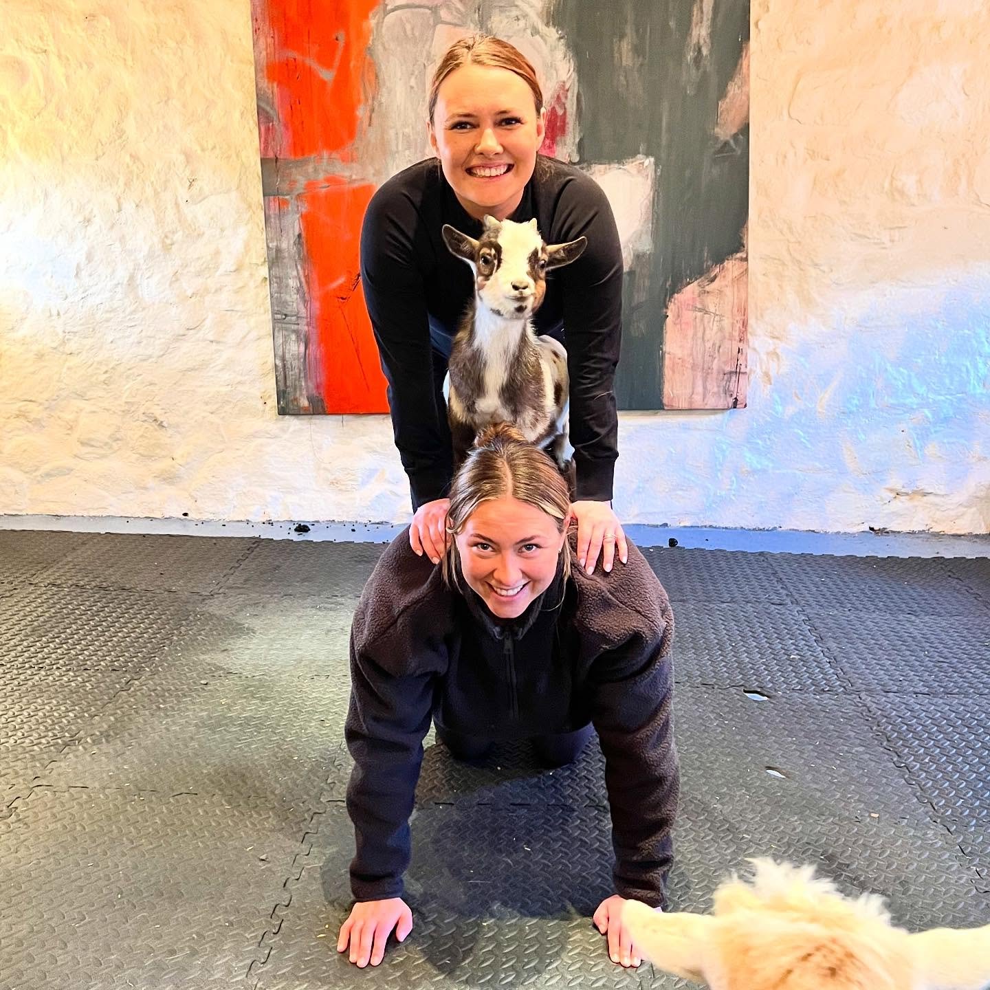 The perfect goat pilates pose @pilatesattic 

#goatpilates #babygoats #pygmygoats #fife #scotland #pilates #tower