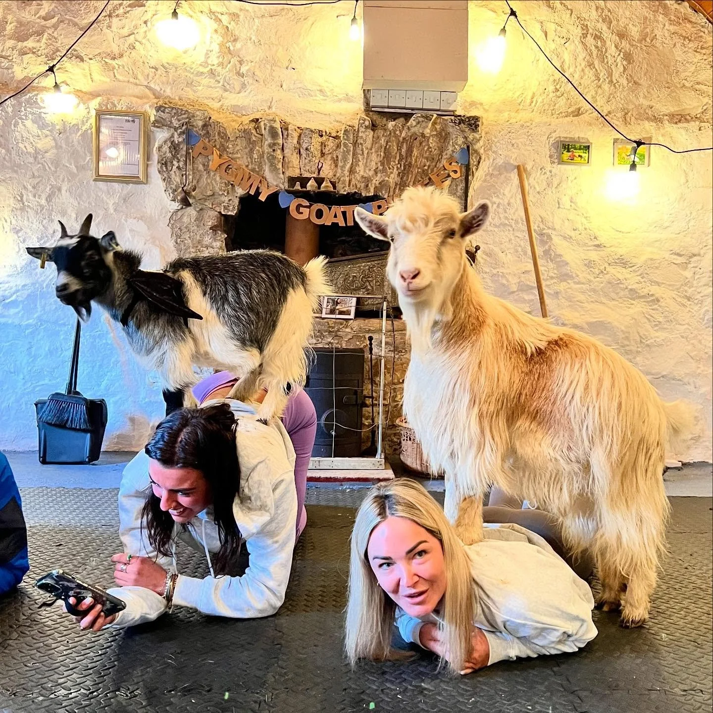 Angus our gorgeous golden boy always picks out the blondes in class, here he is proudly squashing one 🤣🐐❤️ @pilatesattic 

#goatpilates #goats #blondes #goodhairday #scotland #pilates #pygmygoats #fife #blondehair #babygoat #squashedbyagoat
