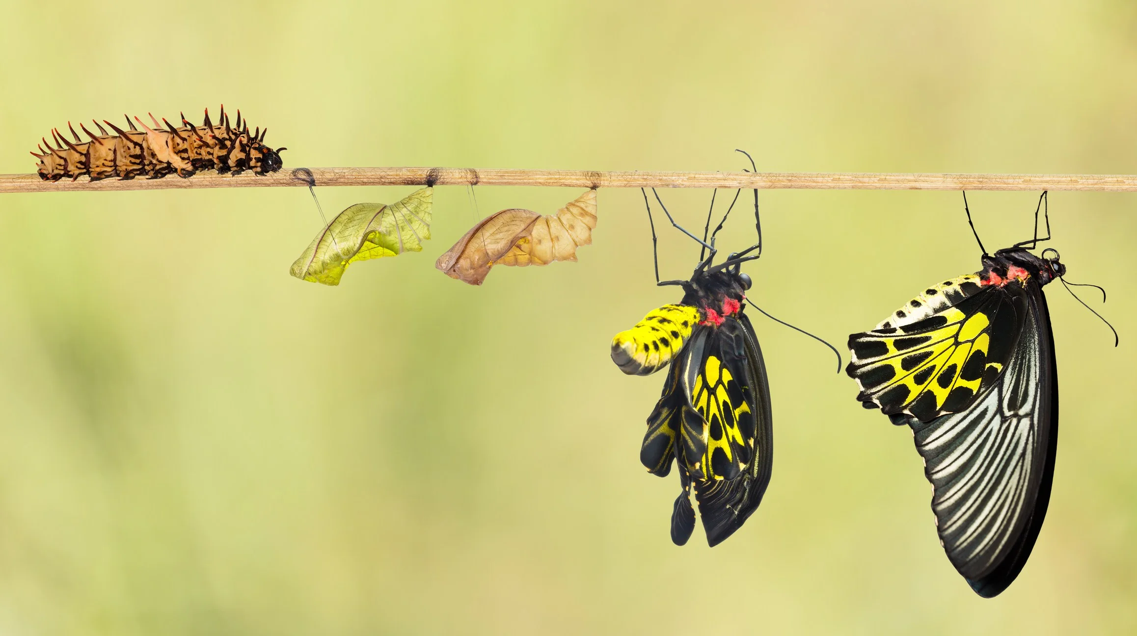 The 5 Stages of Personal Transformation... 