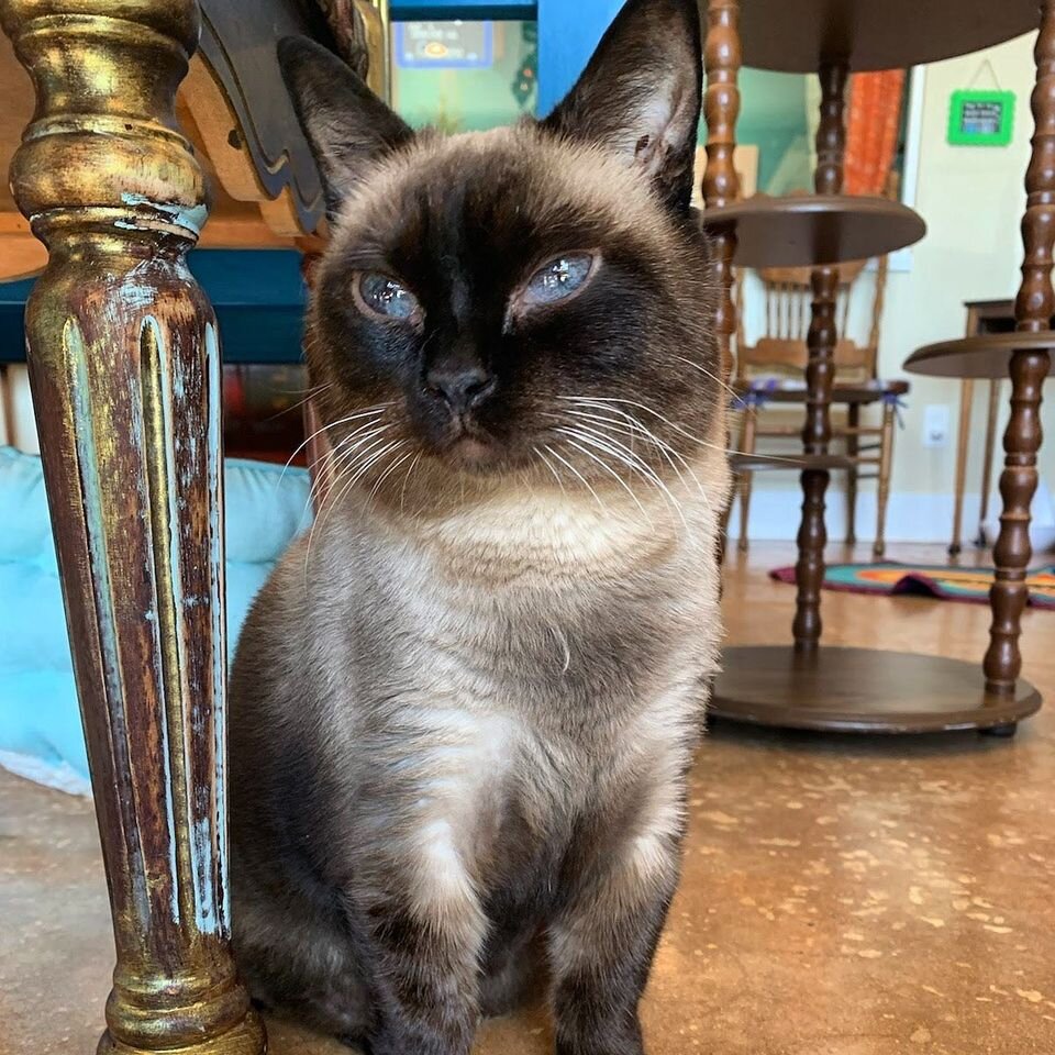 Purr-lattes stretch class at Cat Café (Zoom available too)