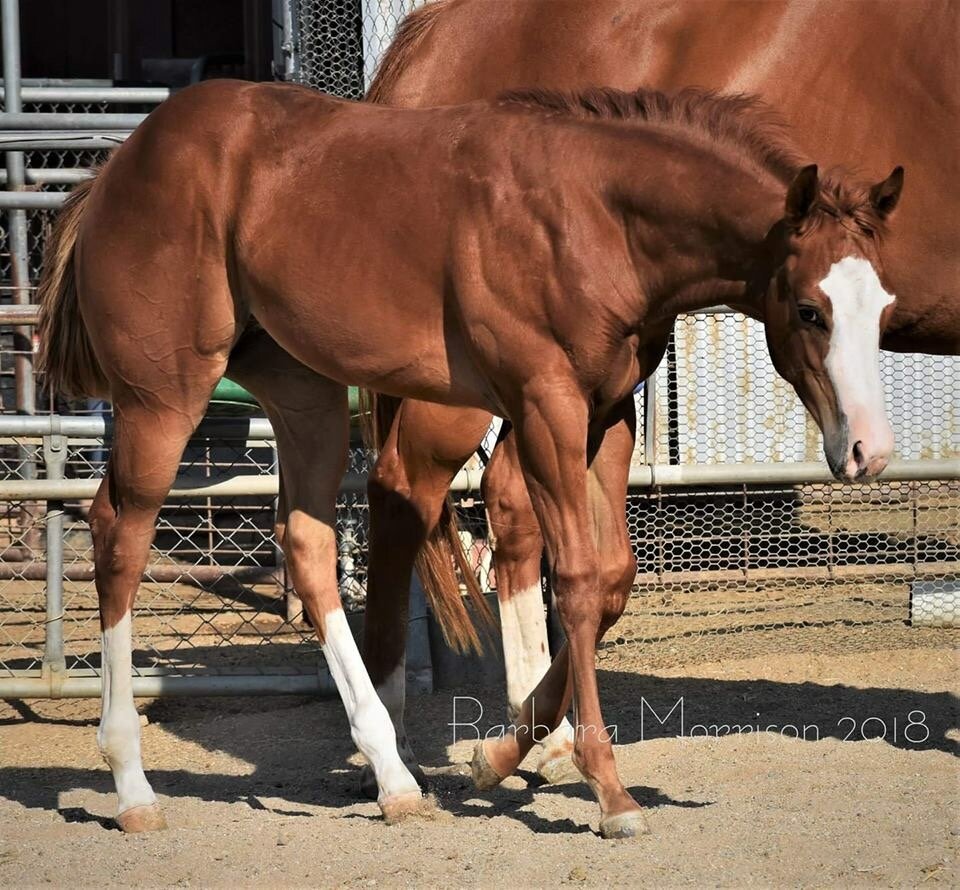 Equine Nutrition+