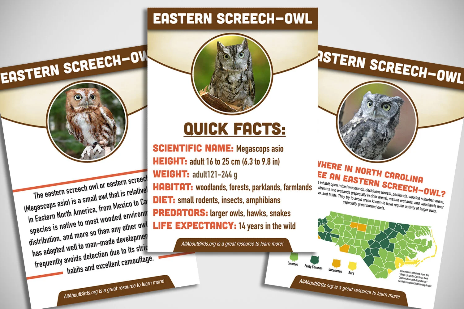 screech owl web.jpg