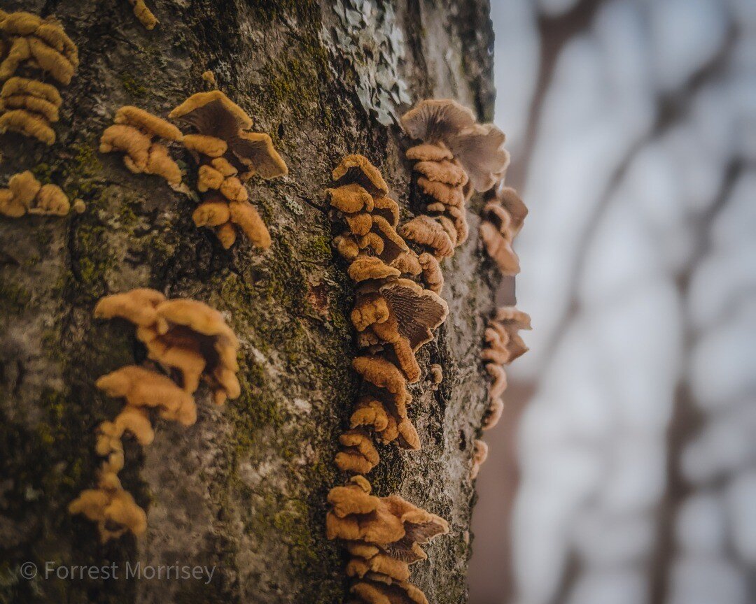 Relationship Status:
⚪ Single
⚪ Married 
⚪ In a Relationship
🔘 Contemplating my existence while hiking in the woods and taking pictures of fungi and moss.