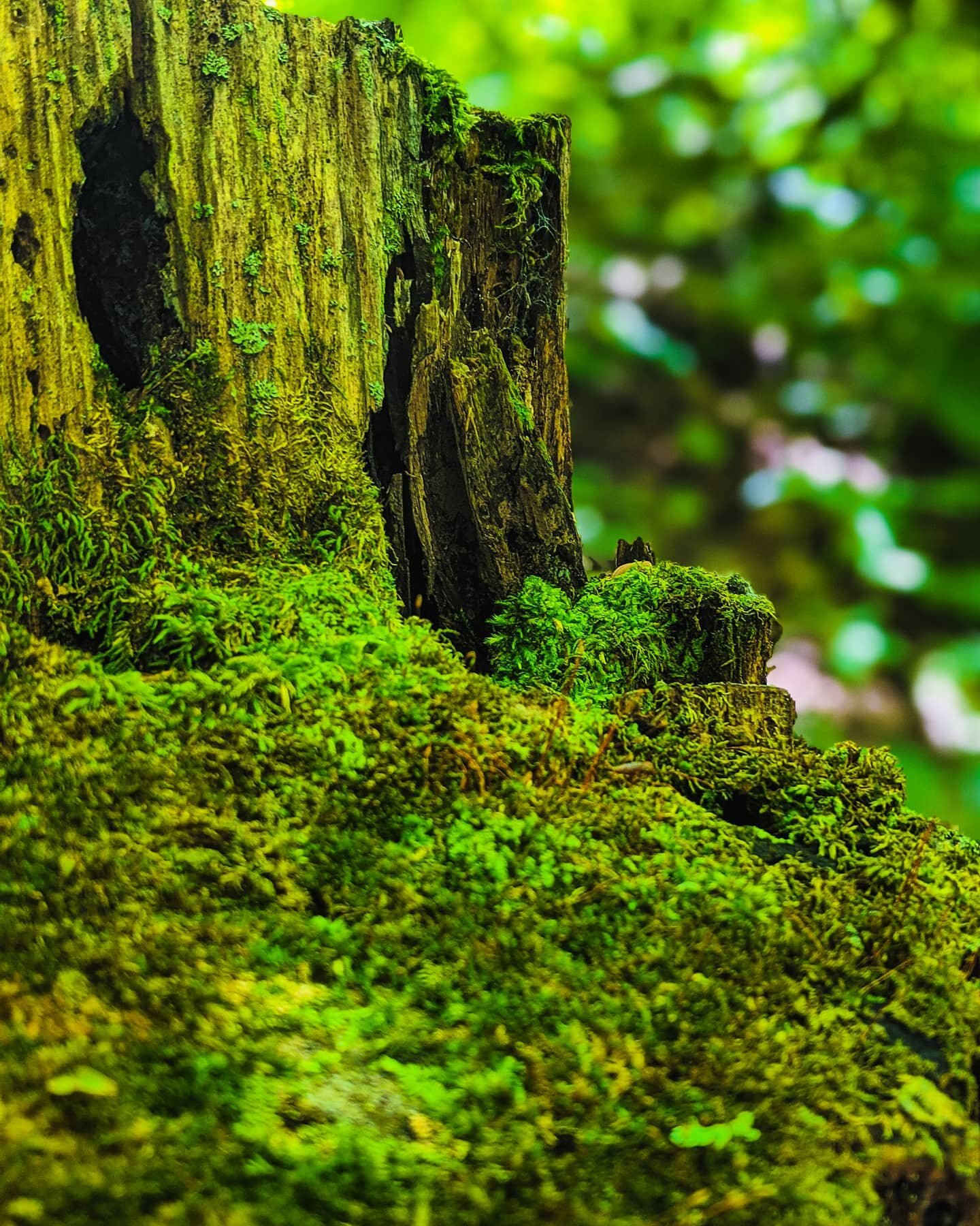 I took a three day thru hike just to bring you all today's #MossMonday
.
.
.
You're welcome