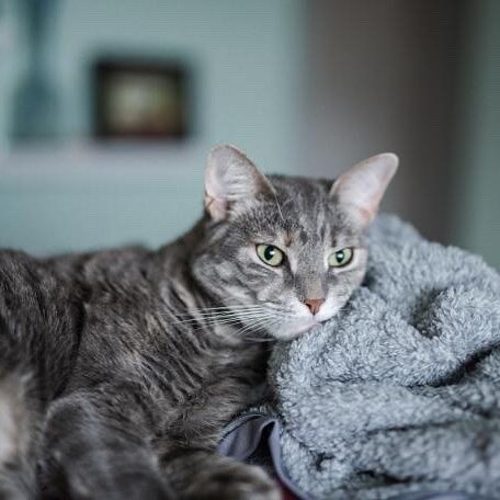PepperAnne, the free spirited, fine-furred, princess of winter. 

(photo by @melonienicholephoto )